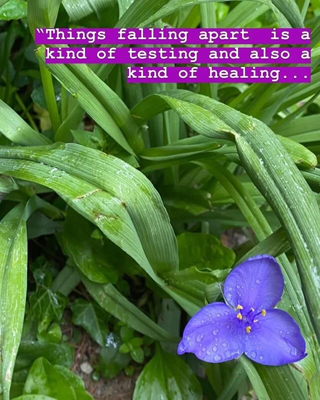 In case you need this today.💜
.
#whileoutwalking #and#reading #blooms #blessings
#grief #relief #healing #joy #kind #truth 
#fallapart #fall#together #and #back#togetheragain
 #walkon #readon #pemachodron 
#love#on#the#loose #and#beyond #morning#tou