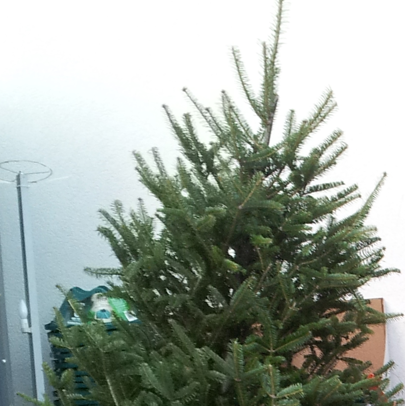 tree.png