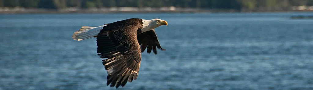eagleMap3.jpg