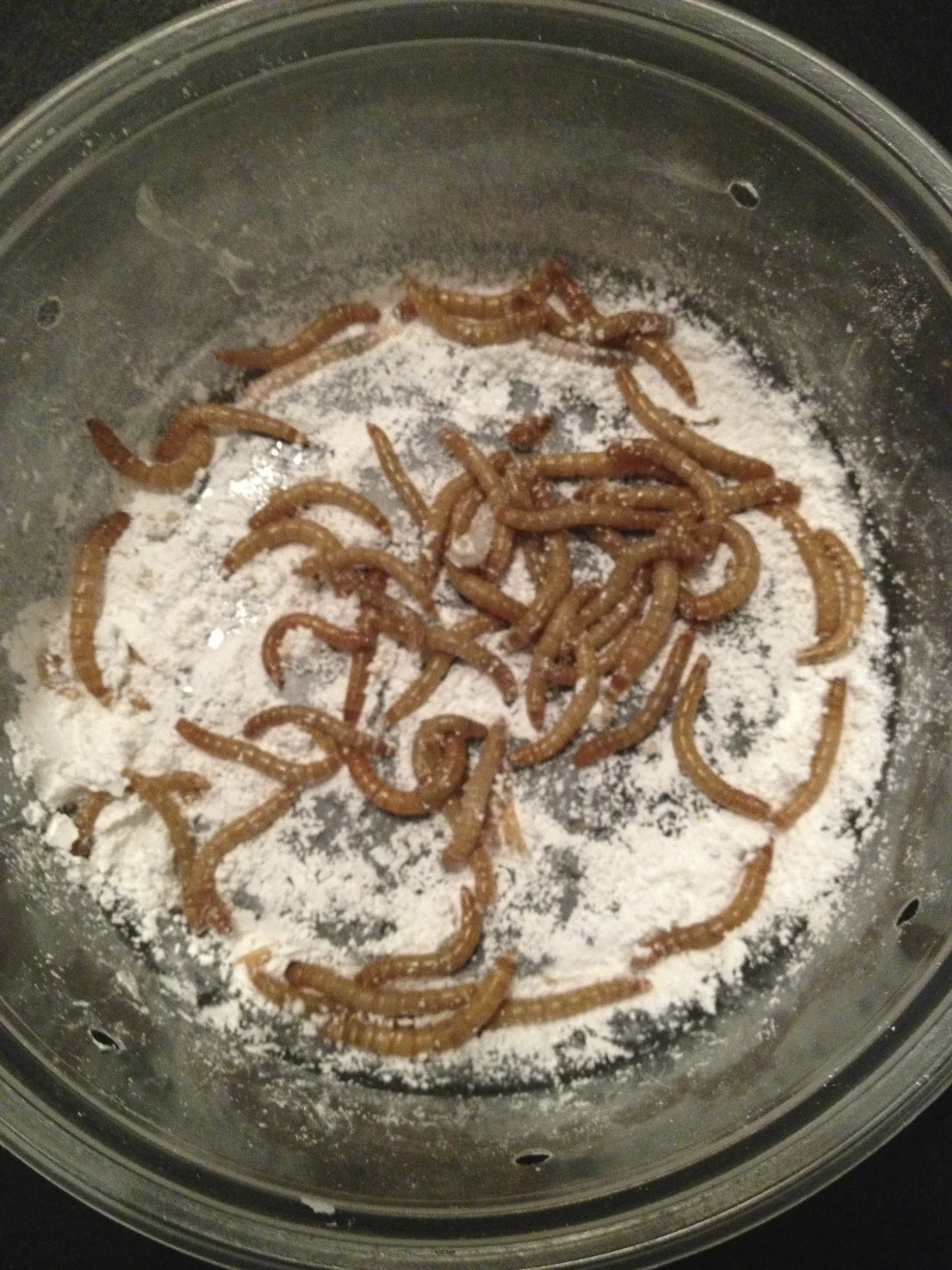 Mealworms getting a Calcium+D3 dusting
