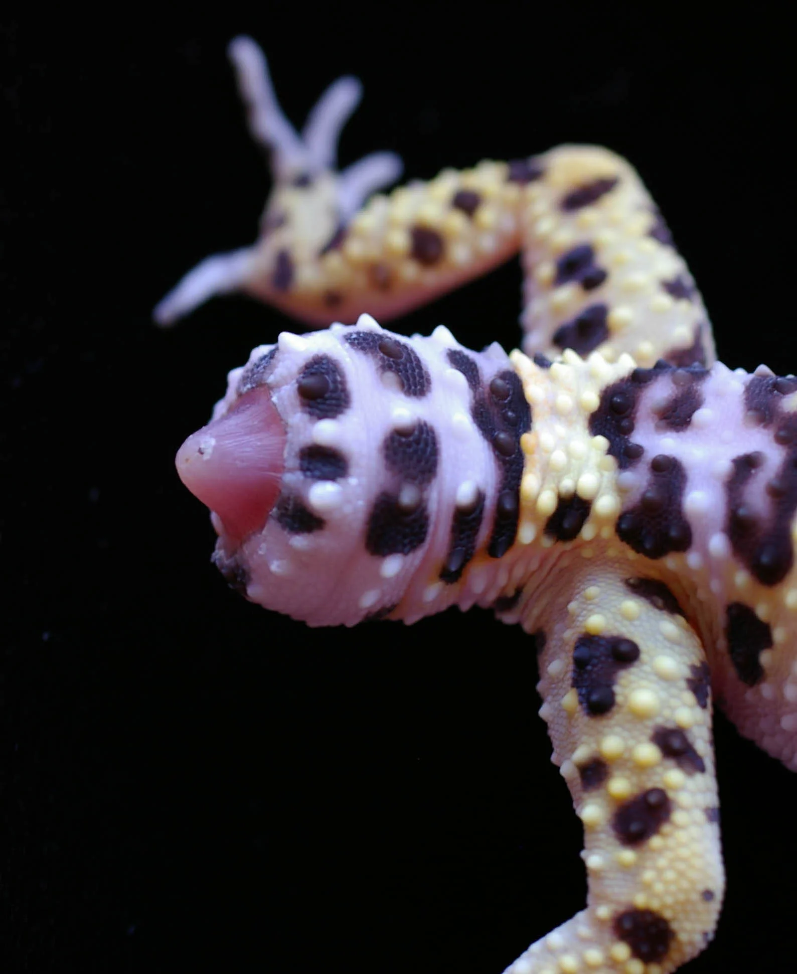 Regenerating tail