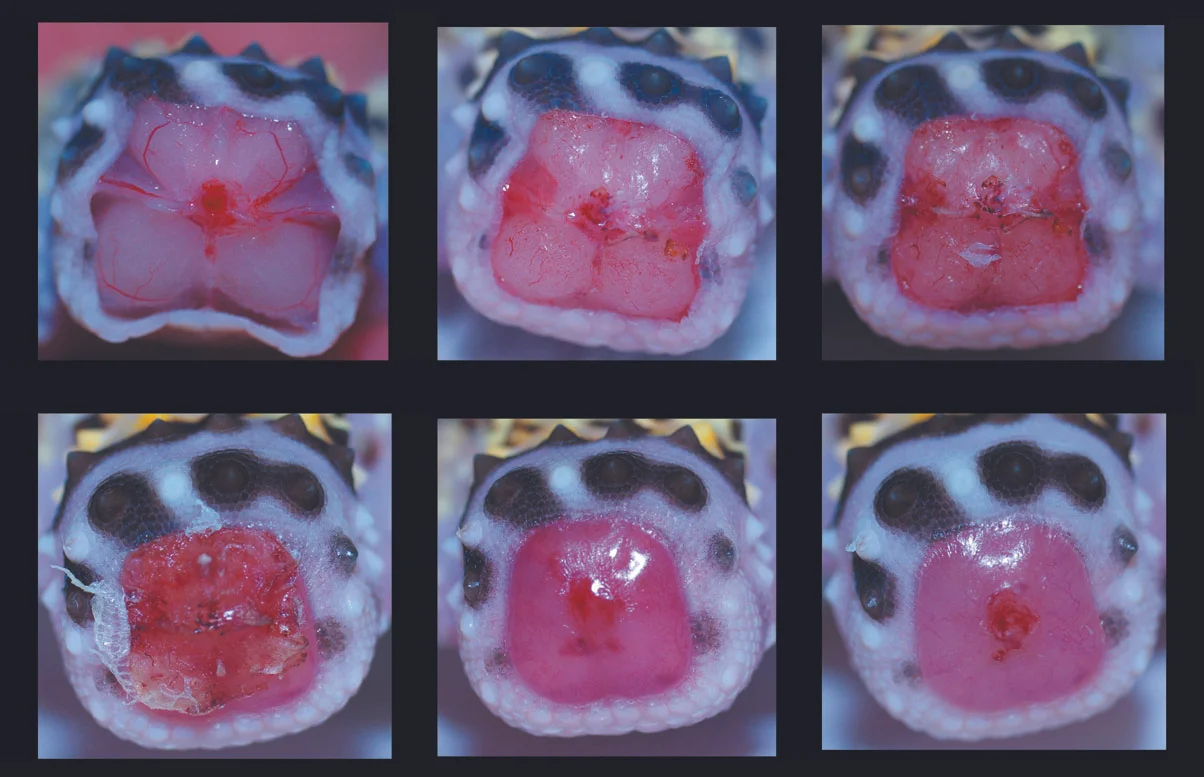 Wound healing following autotomy