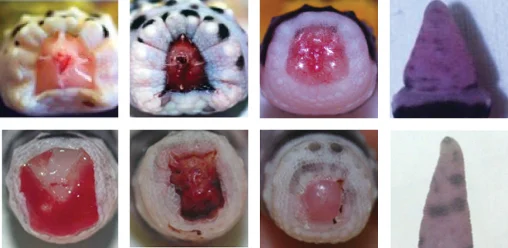 Regeneration is comparable following voluntary tail loss (=autotomy; top row) or surgical amputation (bottom row). The ability to regenerate the tail does not require autotomy. For more information please see Delorme et al. (2012).