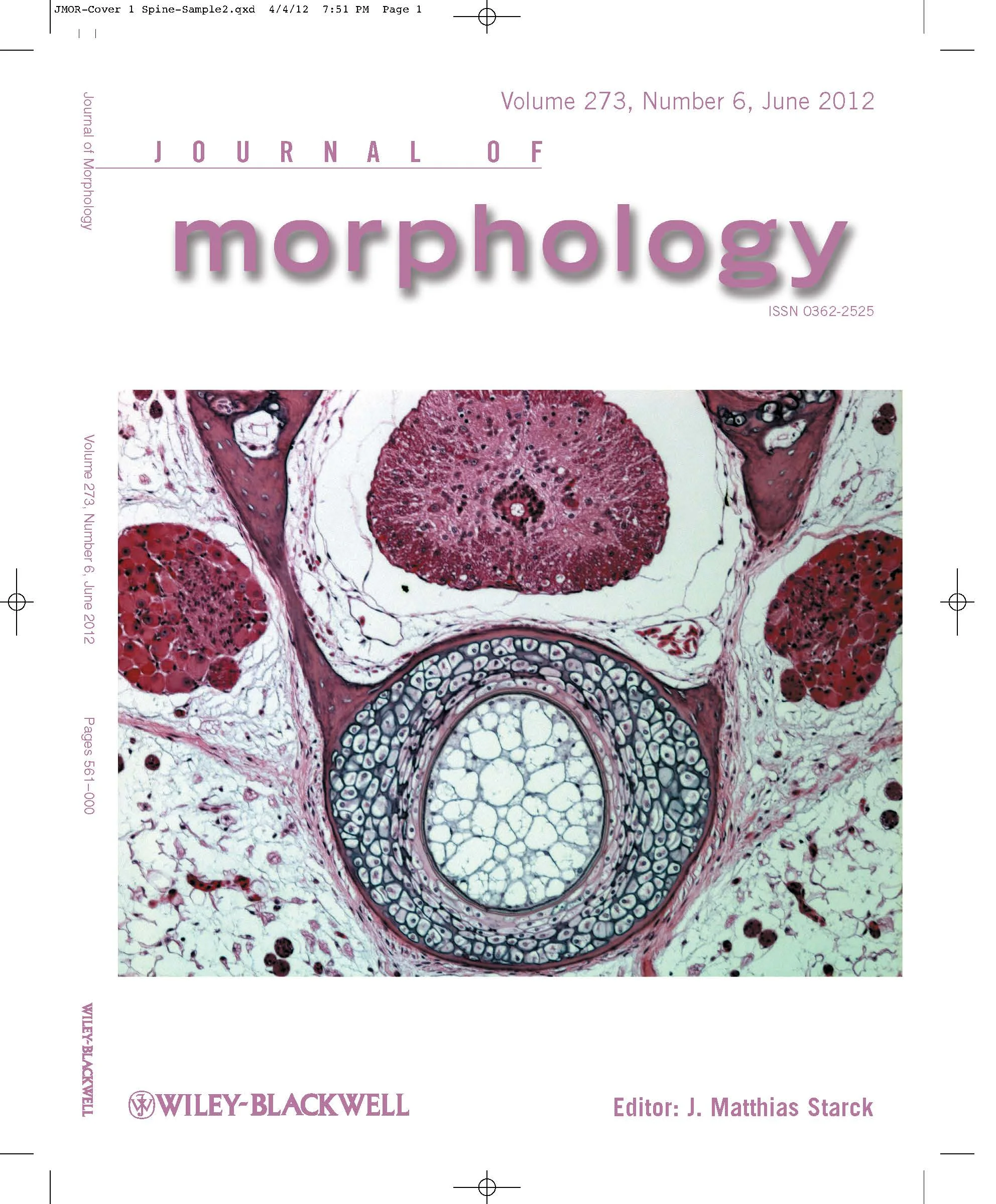 Original tail histology