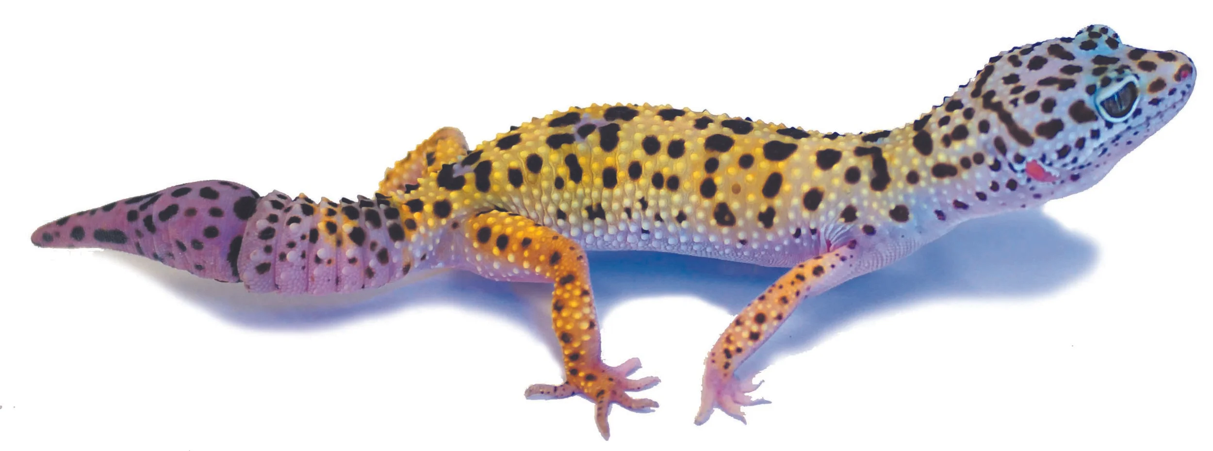 adult with regenerate tail white.jpg