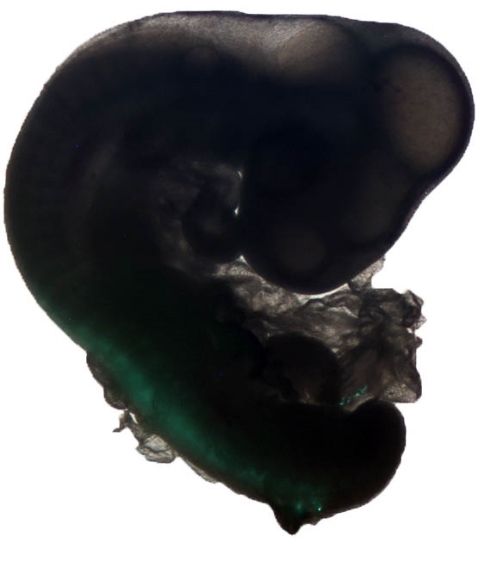 HH21 chick expressing GFP