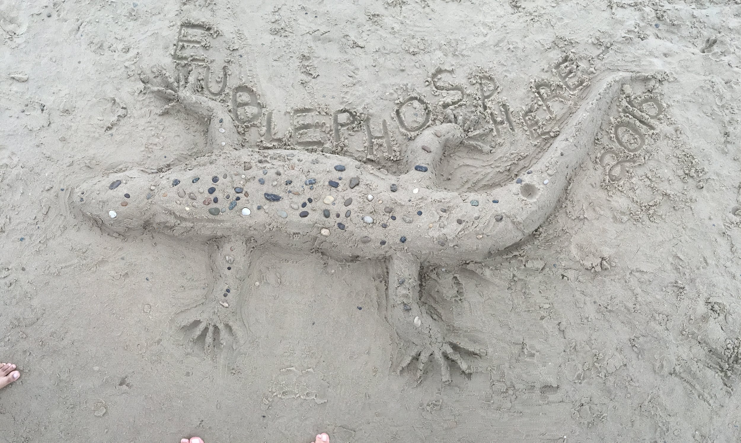 Sand Eublephosphere.jpg