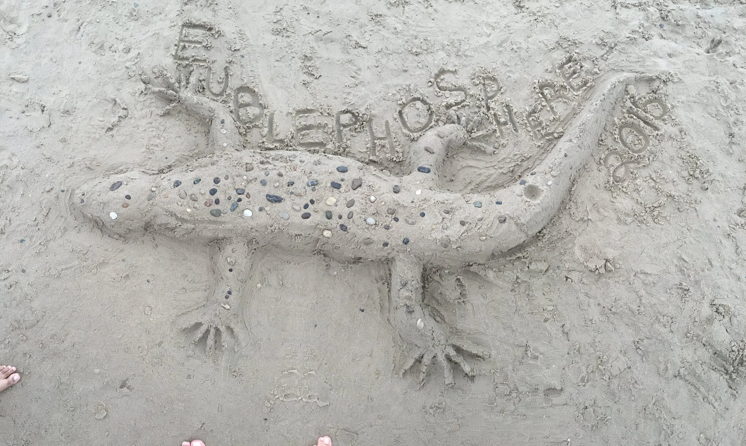 Sand Eublephosphere.jpg