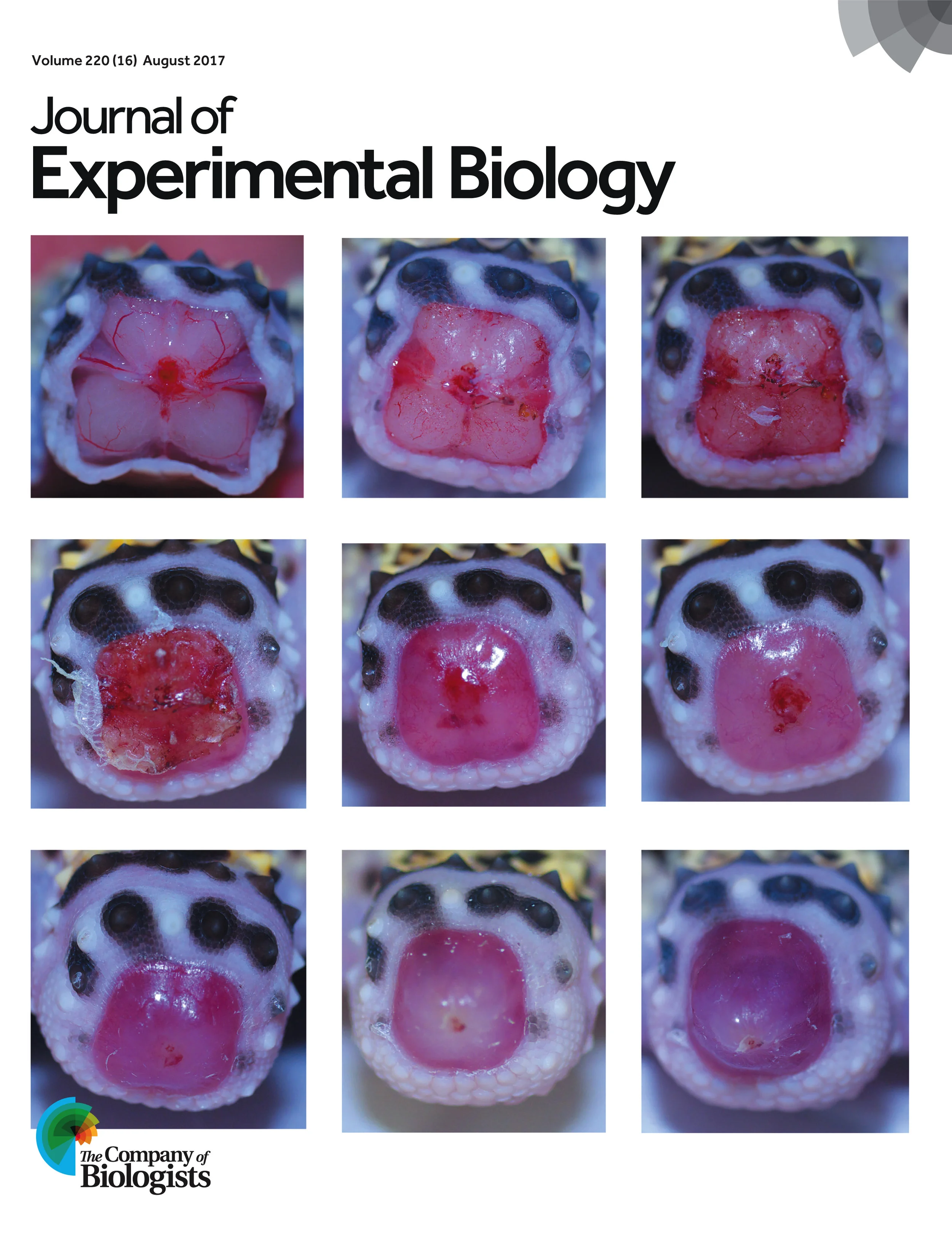 A sequence of images taken from the same individual from immediately after tail loss until two weeks later. Note that blood loss is minimal and that the temporary clot is quickly lost to reveal the new, rapidly outgrowing tail.