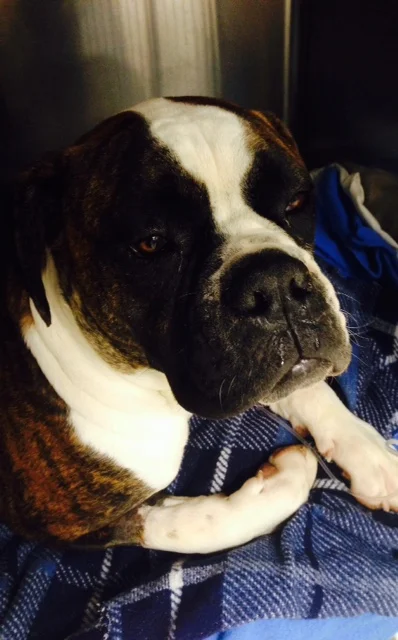 This is Sherman, roughly a 17 month old Boxer mix. He presented to MVVH on 5.18.2015 for a weekend of vomiting and not wanting to eat. Upon a good physical, blood work and an ultrasound it was diagnosed that Sherman had eaten something he probably shouldn't have! His owners gave us the go-ahead to take him to surgery. A foreign body was removed and Sherman returned to recovery. Within two days Sherman still was not feeling up to snuff and vomited again, which we always become concerned about following such a big surgery. Dr. Amber re-ultrasounded him and found that he had fluid in his abdomen and that emergency surgery was going to be required to go back into his abdomen and get rid of the fluid and find out the cause. Sherman had what we call a Sterile Peritonitis (a sterile inflammation within his abdomen), but without fixing the issue and getting rid of the fluid Sherman would not recover well. The owners gave us permission to take him back to surgery. The issue was resolved and Sherman was kept another four days. We had to keep him longer than most foreign body surgeries because we had to make sure he could handle multiple small meals, that he continued to drink and eat without vomiting, that his temperature stay within normal limits and his attitude remained bright and alert. We are happy to report he revisited us on 5.26.2015 and was doing GREAT! Sherman was an intense case that touched all of us, and we are SO happy we got to send him home with a good bill of health!