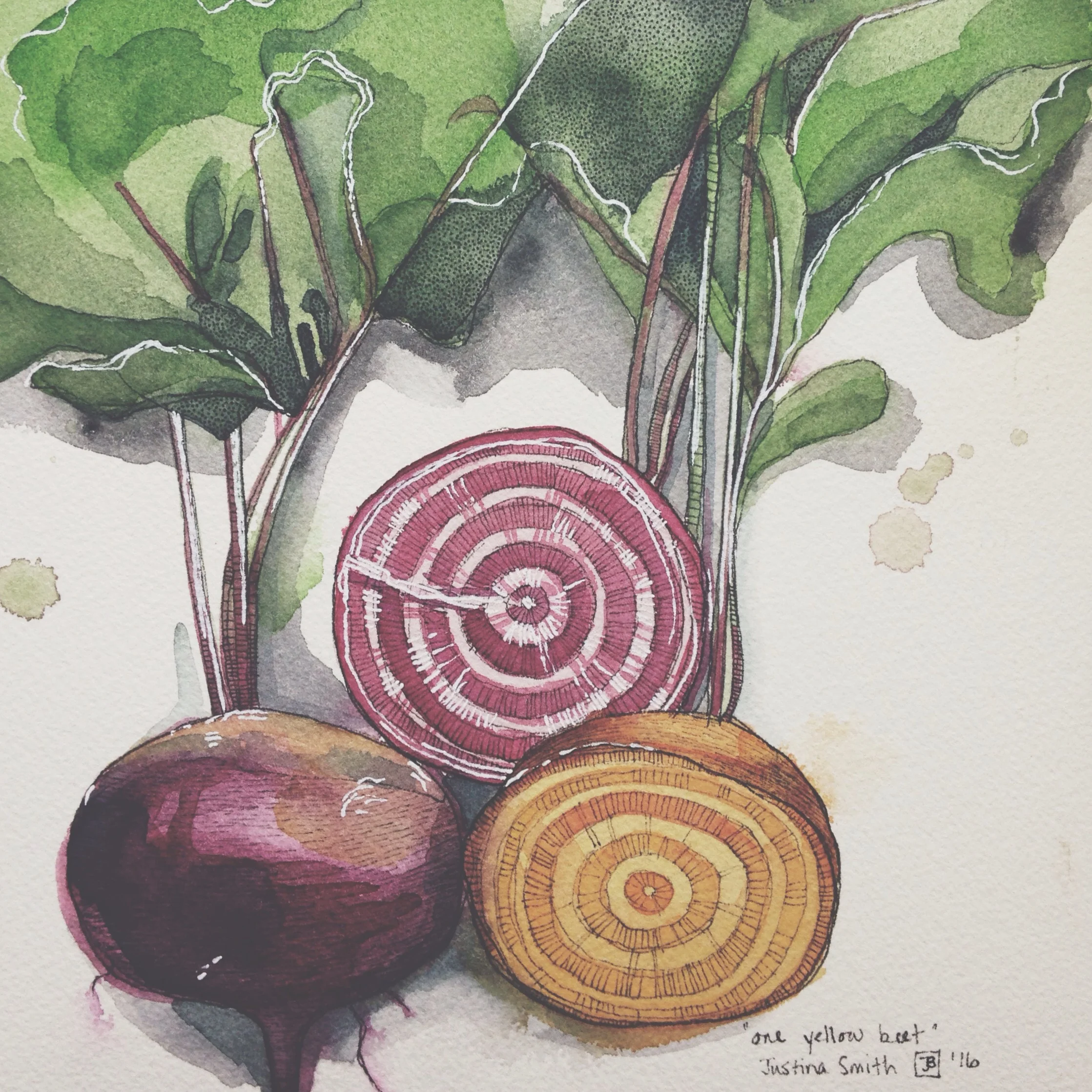 one yellow beet, pen & watercolour on cold pressed paper, 8x8(in), 2016