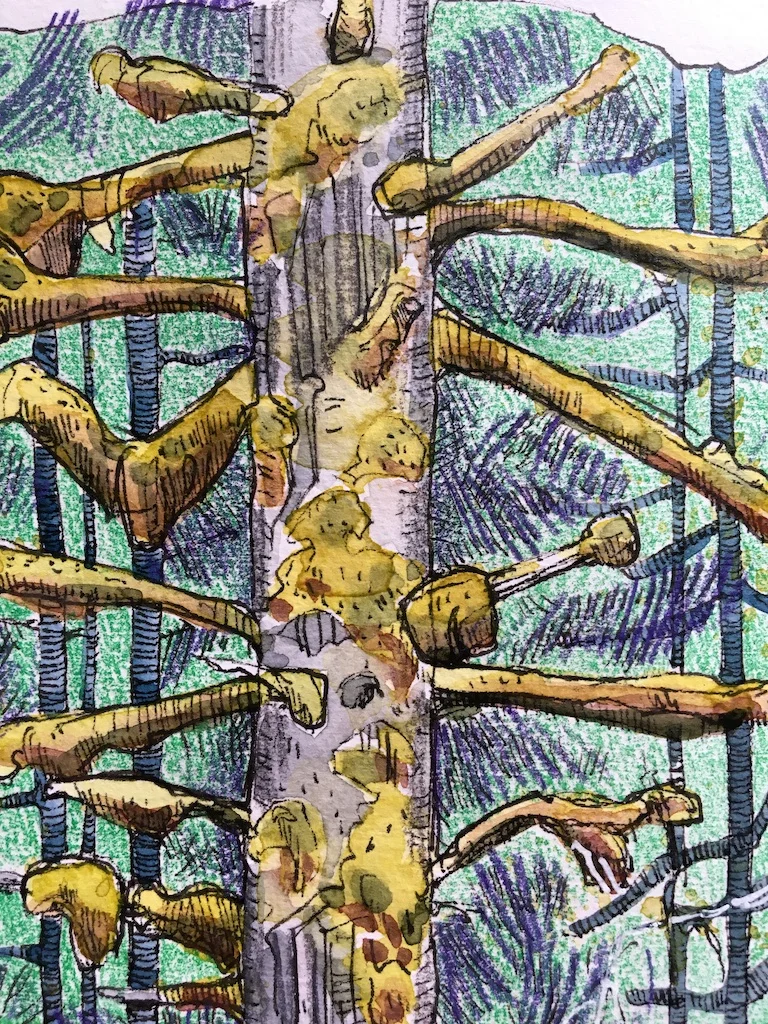 detail of moss covered tree sketch