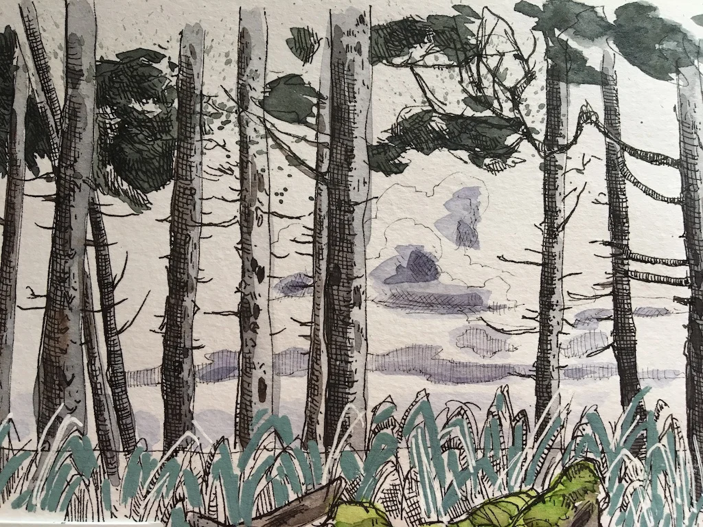 detail of agate beach tree sketch