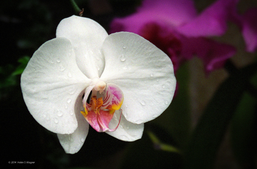 I am drawn to the simple elegance of the orchid. This image was made with film many years ago.