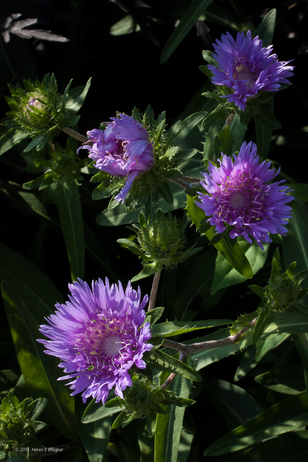 The beautiful flowers and interesting buds of the small Stokes-Aster ( Stokesia laevis 'Blue Danube') create a pleasant scene.