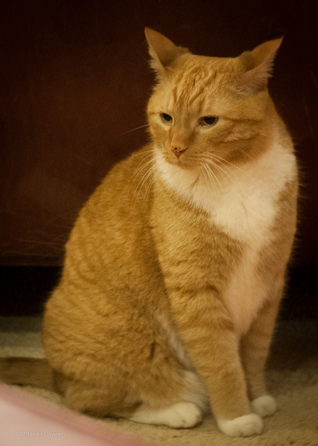 Dennis (Deborah's cat)