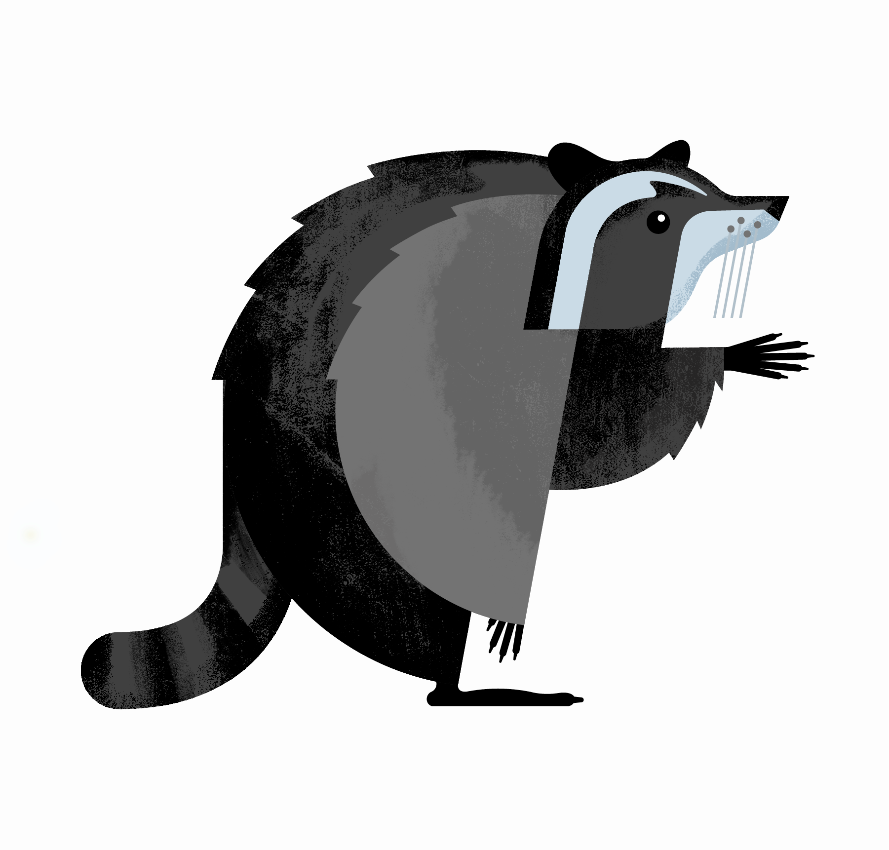 Raccoon-1.png