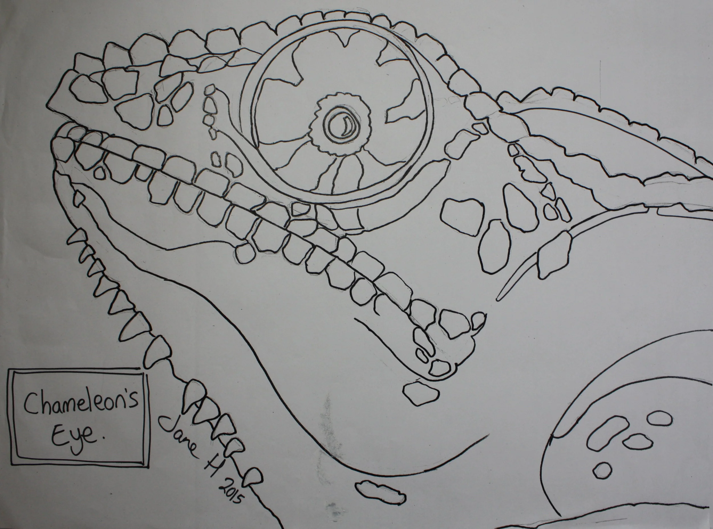 Chameleon eye Paper Pattern by janehaworth.com