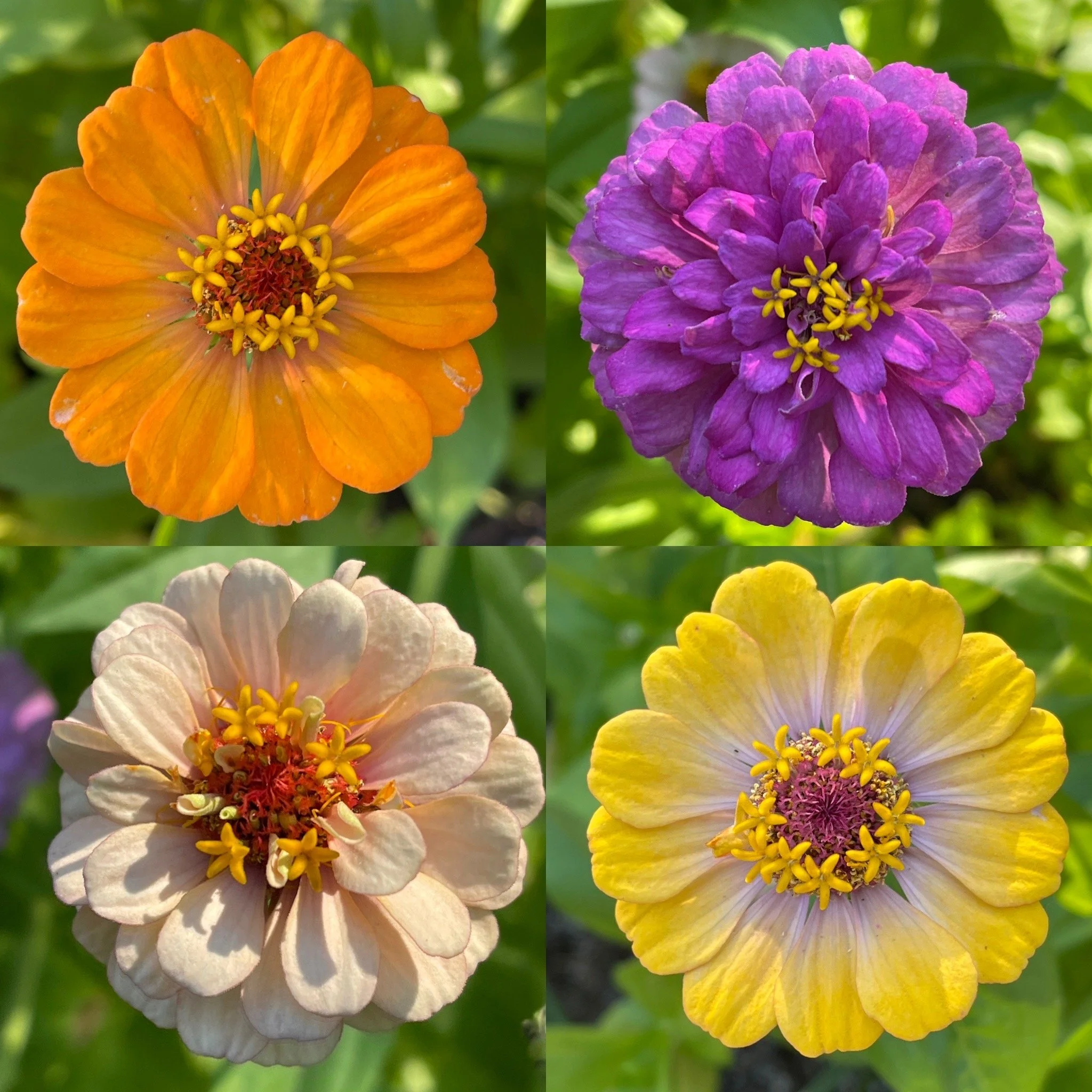 043860E4-33AE-4B7A-9CFE-371DFFF4E558 2.jpeg