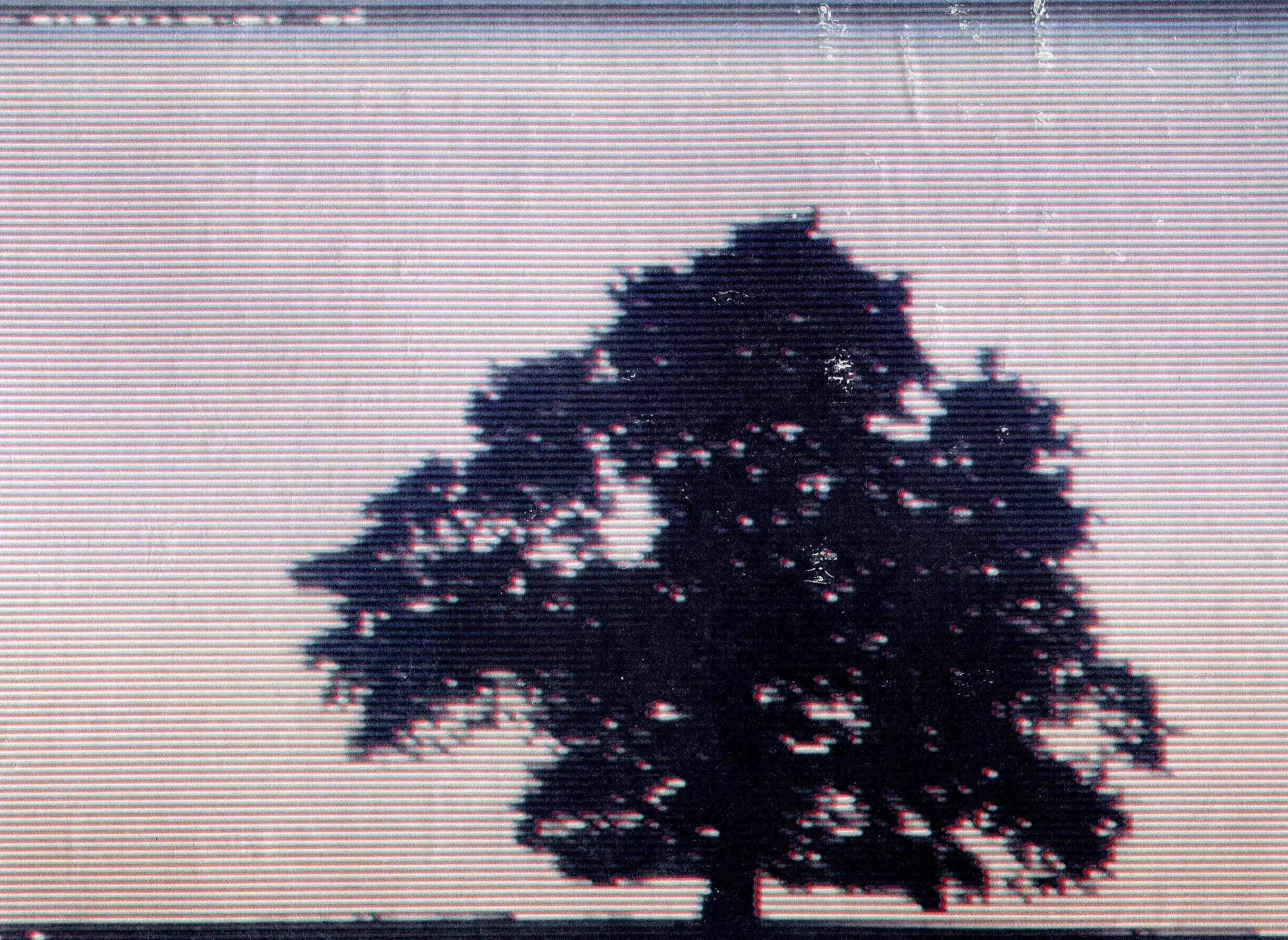  Oak  — pigment transfer on paper, 8 x 10 inches, 2025