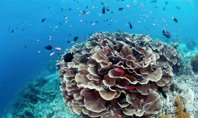   Crédito:&nbsp;   www.panrotas.com.br   