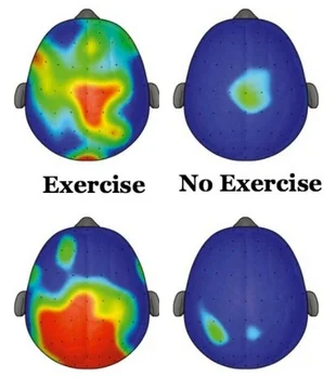 Electrophysiological plots representing brain processing capacity and mental workload ( P3 amplitude ) during cognitive tasks that require executive control in children in the experiment and control groups. Red represents the greatest amplitude, and blue the lowest. (Hillman et al, Pediatrics / The Atlantic )