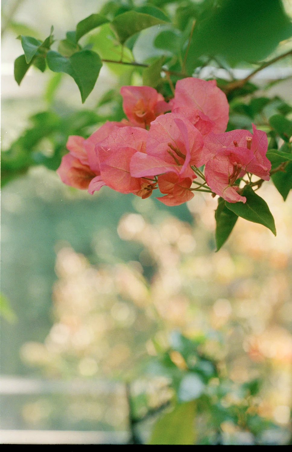 Beauty7 copy.jpg