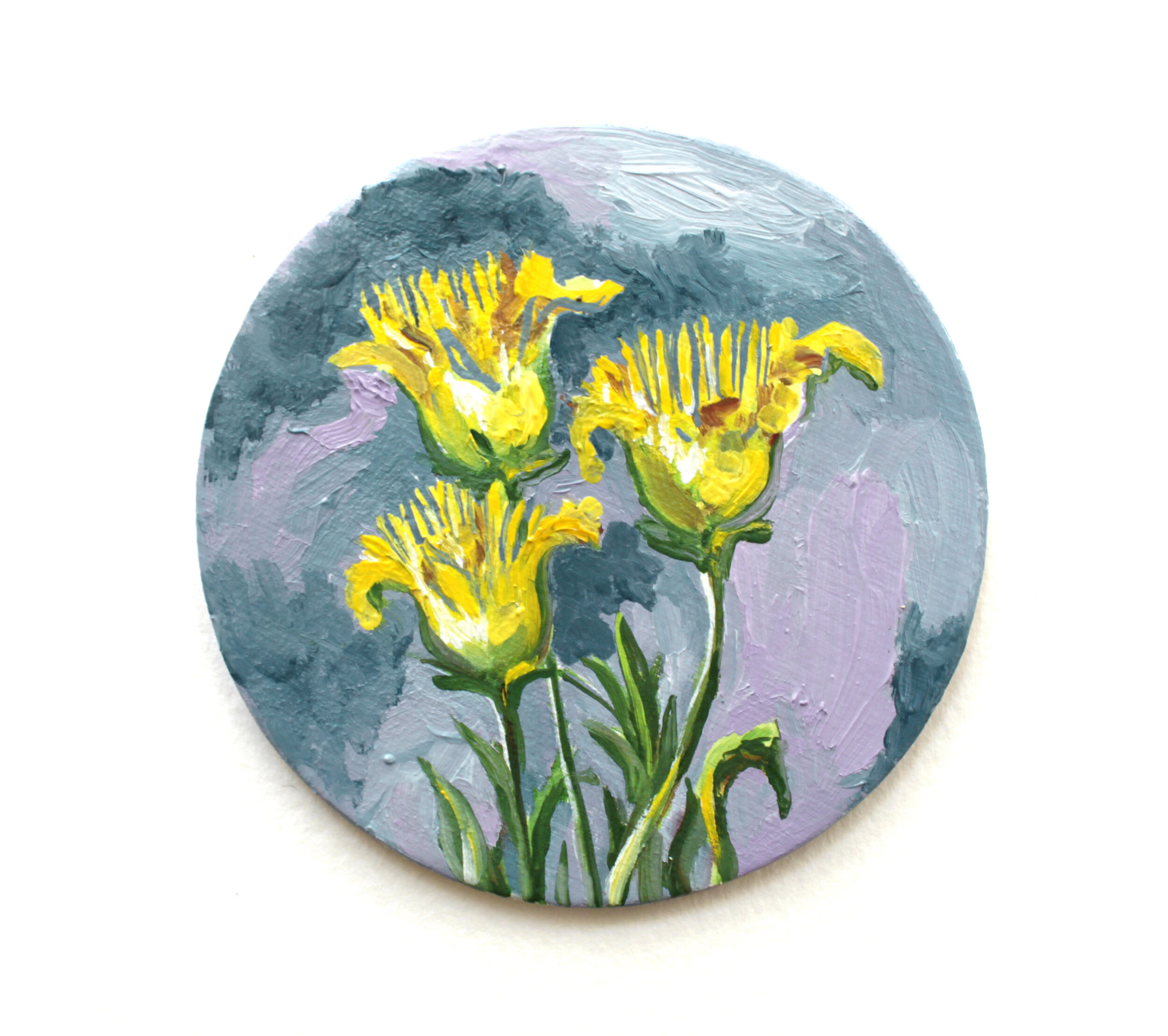 Rayless Goldenhead | Chitra Gopala