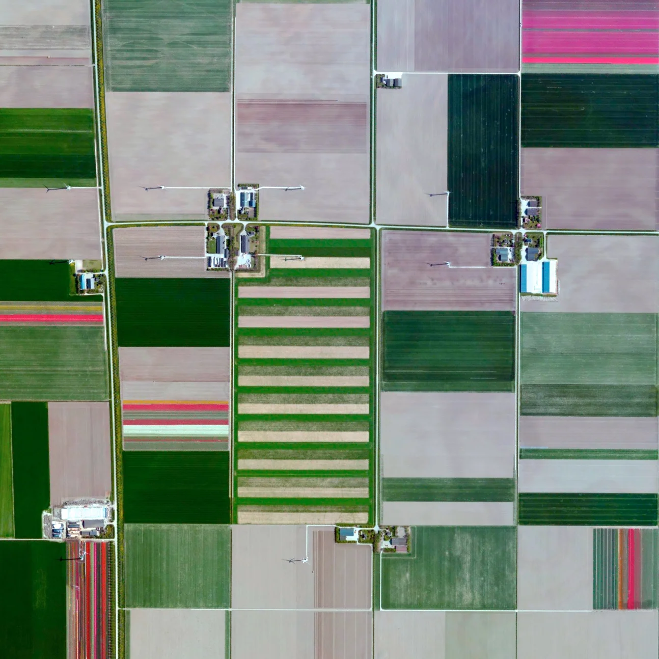 6/8/2015 Blooming tulips Zeewolde, Netherlands 52.384722182°, 5.399771870° Blooming tulips are seen among the fields of Zeewolde, Netherlands. The country is the world leader in tulip production, growing an estimated 4.3 billion bulbs each year, 2.3 billion of which are made into cut flowers.