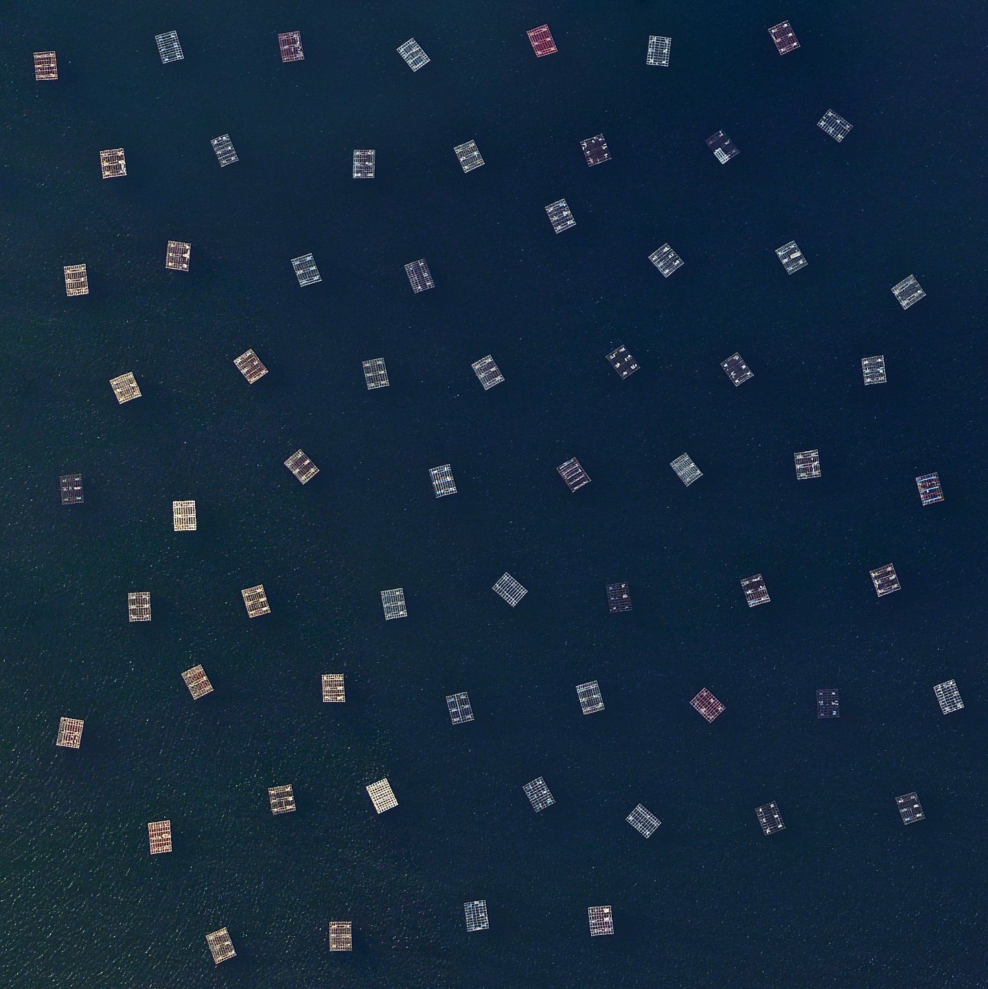7/13/2015 Mussel nurseries Galicia, Spain 42.576312, -8.859047 Mussel cultivation in the Ría de Arousa saline estuary off the coast of Galicia, Spain is the highest in the world. Floating rafts contain the nurseries where the mollusks grow on ropes until they are large enough to harvest. Mussel production has thrived here because there is an usually high concentration of phytoplankton in the water, providing the mussels with a protein-rich diet.