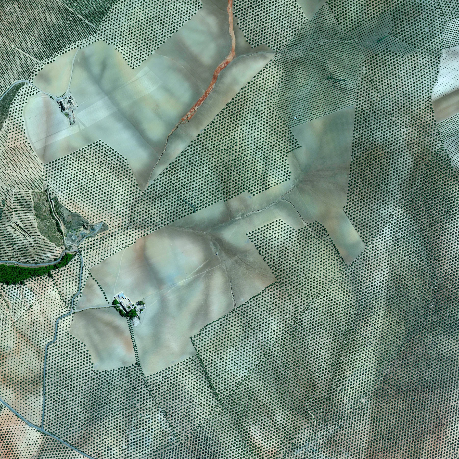 7/19/2015 Olive Tree Plantations Córdoba, Spain 37.263212022°, -4.552271206° Olive tree plantations covers the hills of Córdoba, Spain. Approximately 90% of all harvested olives are turned in to oil, while the 10% are eaten as table olives.