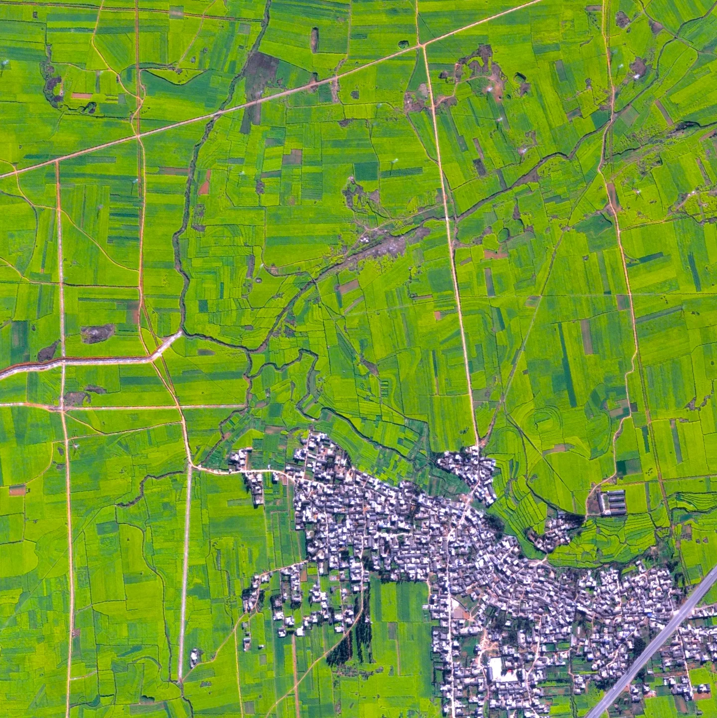 7/25/2015 Canola Flower Fields Luoping County, China 24°53′06″N 104°18′29″E Canola flower fields cover the landscape of Luoping County, China. The crop is grown for the production of oil, which is extracted by slightly heating and then crushing the flower seeds. Canola oil is primarily used for cooking purposes and as a source of biodiesel.