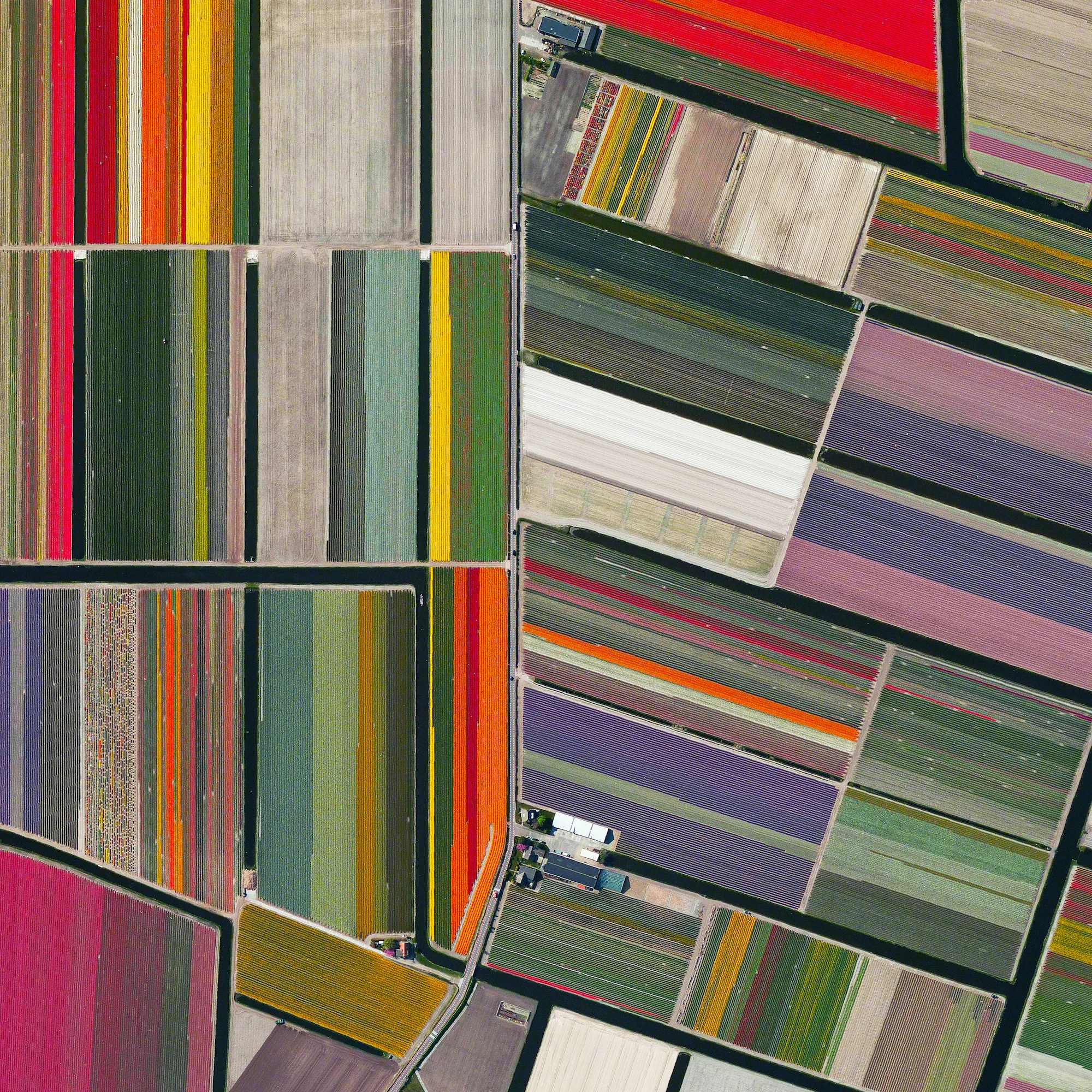 10/13/2015 Tulip fields Lisse, Netherlands 52.276355786°, 4.557080790° Tulips fields bloom in Lisse, Netherlands. The Dutch produce a total of 4.3 billion tulip bulbs each year. 53% of the total harvest (2.3 billion) is grown into cut flowers. Of these, 1.3 billion are sold in the Netherlands as cut flowers and the remainder is exported: 630 million bulbs to Europe and 370 million elsewhere. You can also check out this Overview on JUXTAPOSE ! 