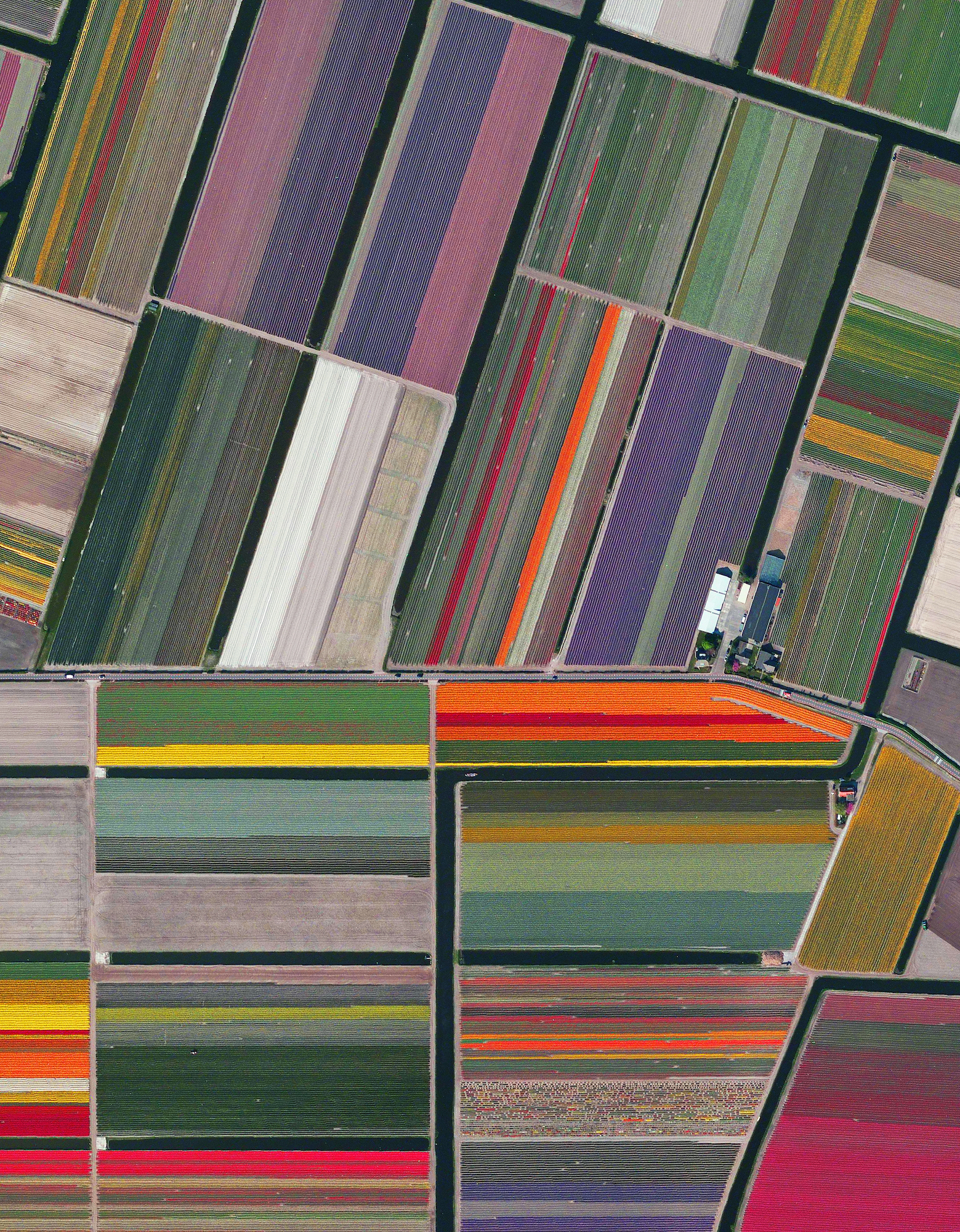 3/7/2016 Tulip Fields Lisse, Netherlands 52.276355786°, 4.557080790° Lines of colorful tulips in Lisse, Netherlands to honor the birthday of my favorite artist, Piet Mondrian! The Netherlands, where Mondrian was born on this day in 1872, produces 4.3 billion tulip bulbs every year. Mondrian is most well known for his paintings with straight black lines and blocks of the three primary colors.