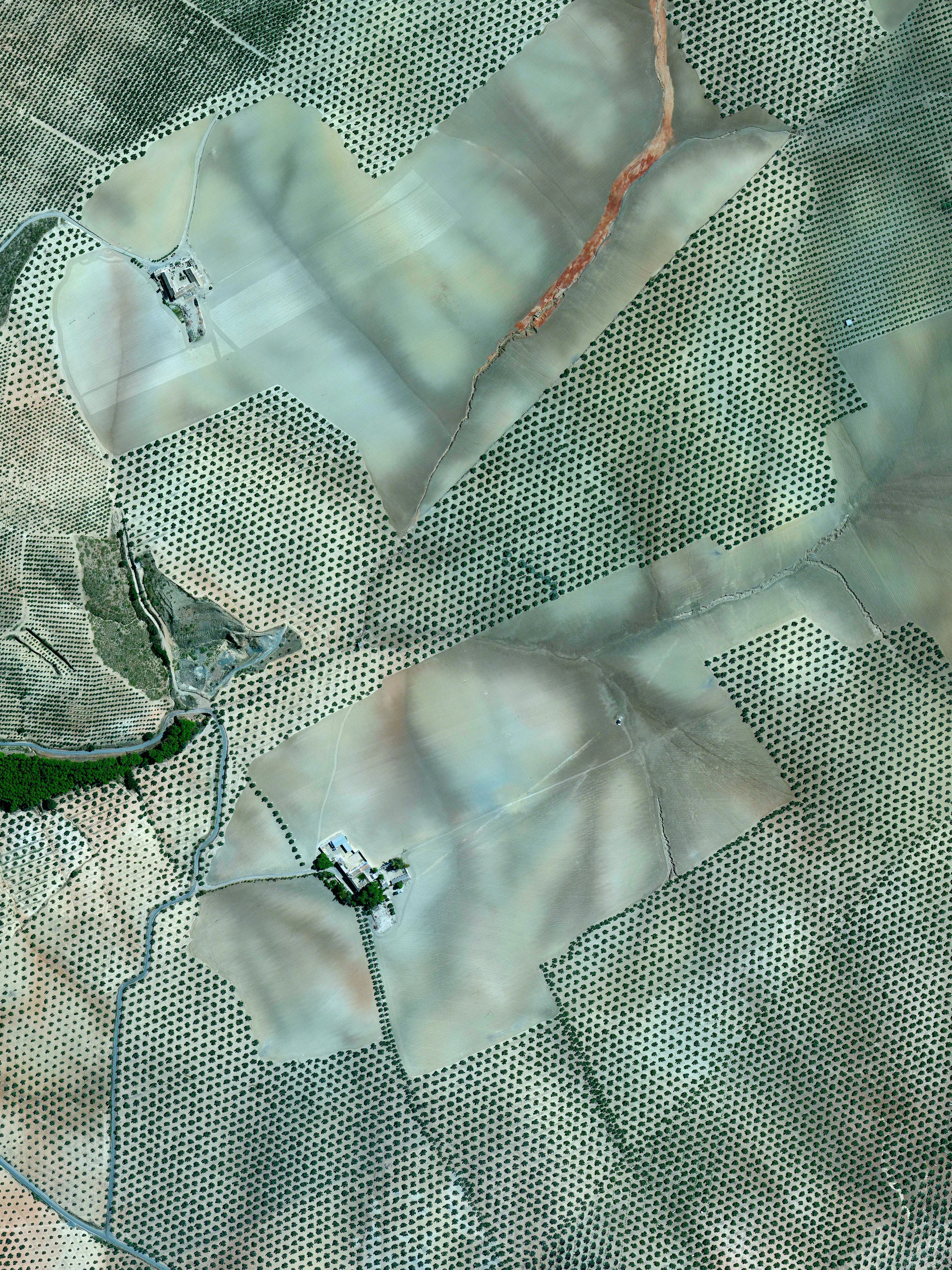 3/19/2016 Olive trees Córdoba, Spain 37.263212022°, -4.552271206° This Overview captures olive tree plantations on the hills of Córdoba, Spain. Approximately 90% of all harvested olives are turned in to oil, while the other 10% are eaten as table olives.
