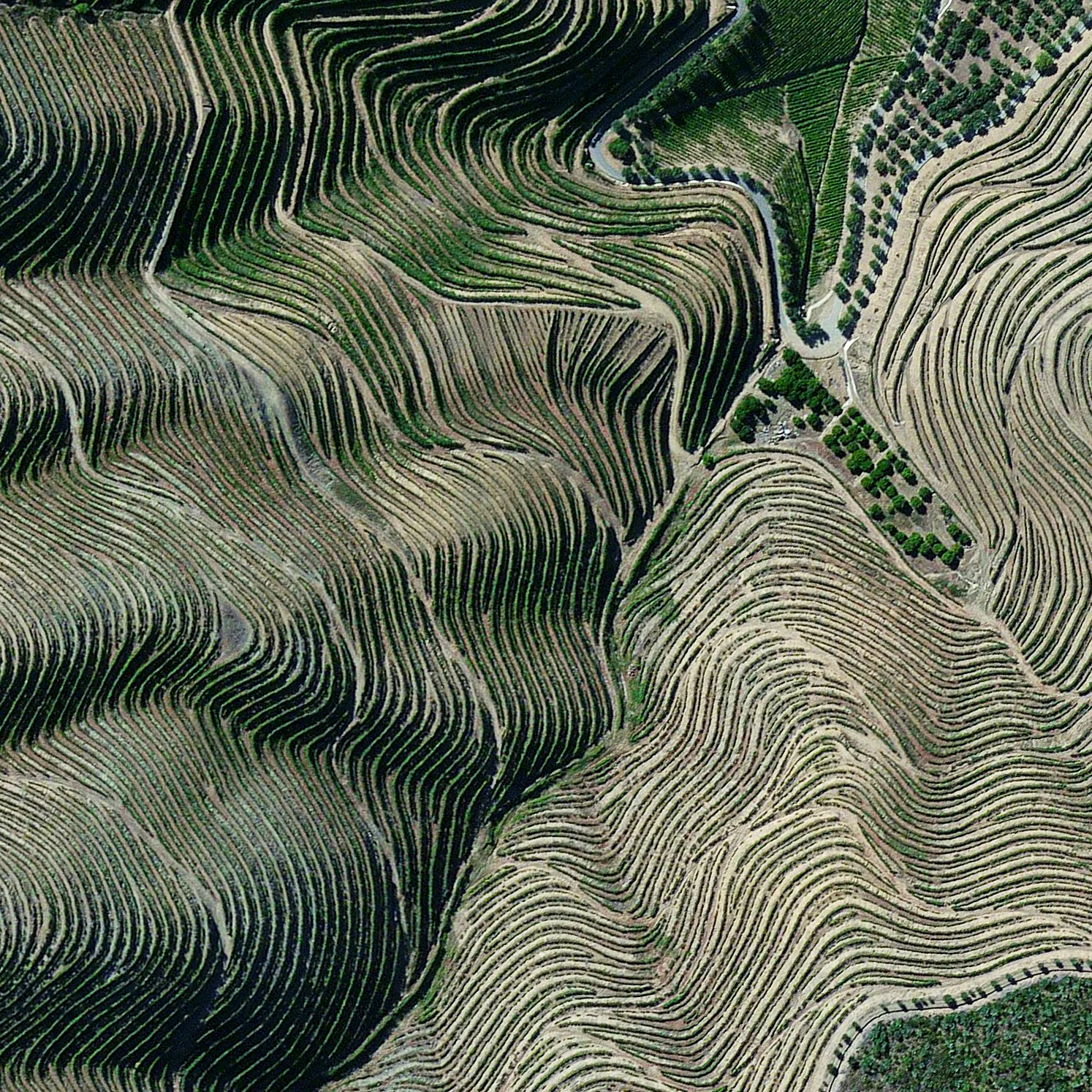 3/20/2016 Port Vineyards Douro Valley, Portugal 41.167121280°, -7.773068522° Terraced hillsides are seen in the Douro Valley of northern Portugal. The steep slopes are covered with of grape vines that rise from the Douro River below. The region is recognized as the home of port wine - a sweet, red wine that is often served with dessert.