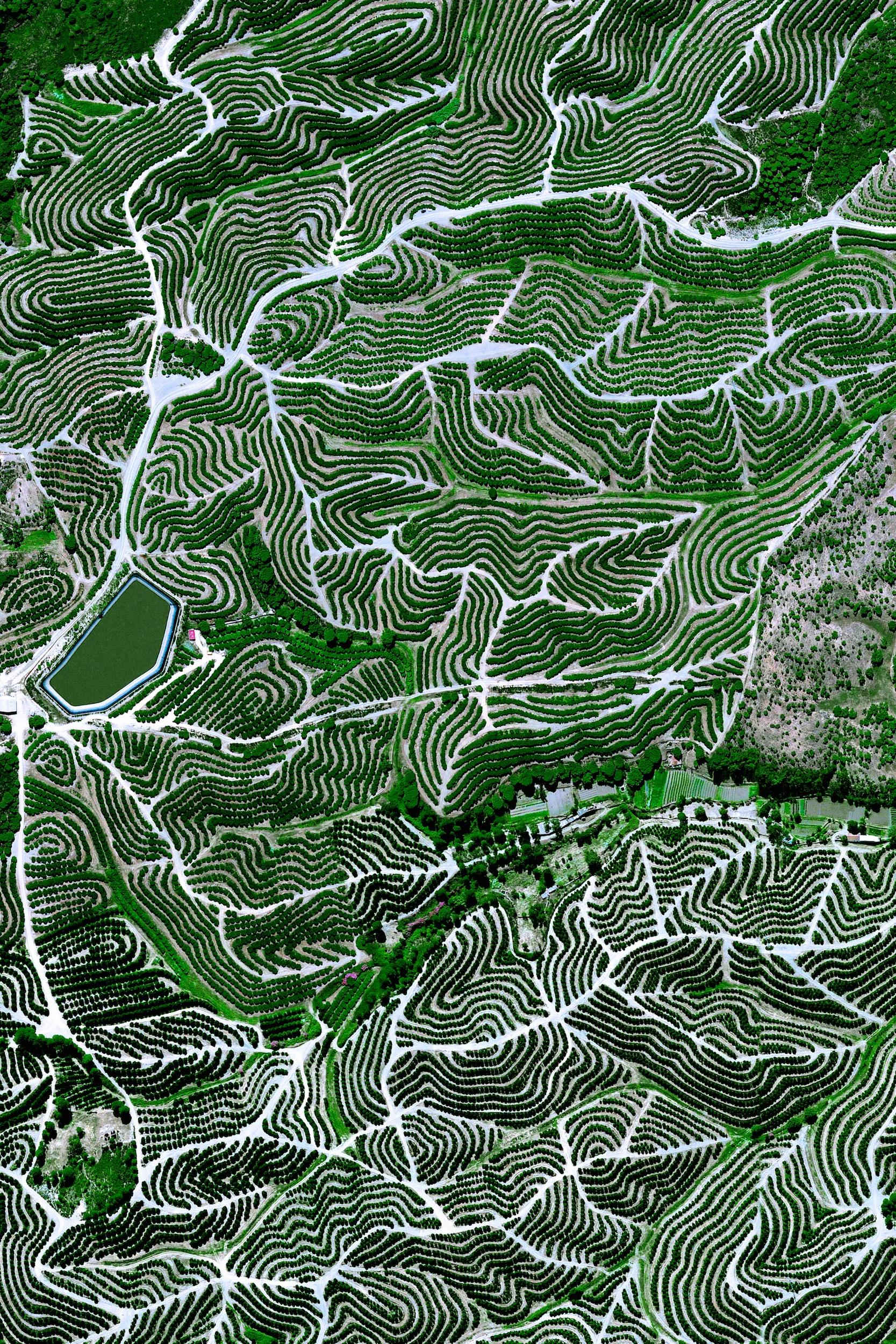 6/5/2016 Fruit orchards Huelva, Spain 37.714546°, -6.532834° Fruit trees swirl on the hills of Huelva, Spain. The climate here is ideal for this growth with an average temperature of 17.8° C (64° F) and a relative humidity between 60% and 80%.