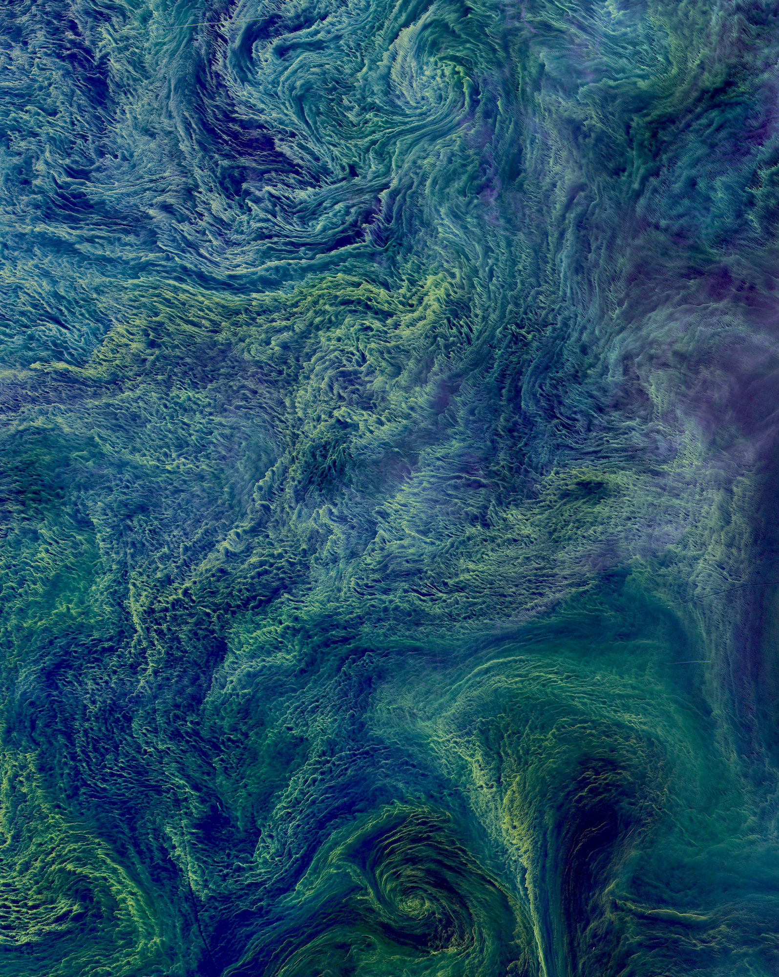 Before you even ask, this is indeed a real image of Earth! In August 2015 a massive bloom of cyanobacteria - more than 100 square kilometers - was seen in the Baltic Sea. Cyanobacteria are a type of marine bacteria that capture and store solar energy through photosynthesis. While some are toxic to humans and animals, large blooms can cause an oxygen-depleted dead zone where other organisms cannot survive. Scientists believe that blooms are more likely to form in the presence agricultural and industrial run-off or from cruise ships that provide excessive nutrients for the bacteria through the dumping of sewage. Source imagery: NASA