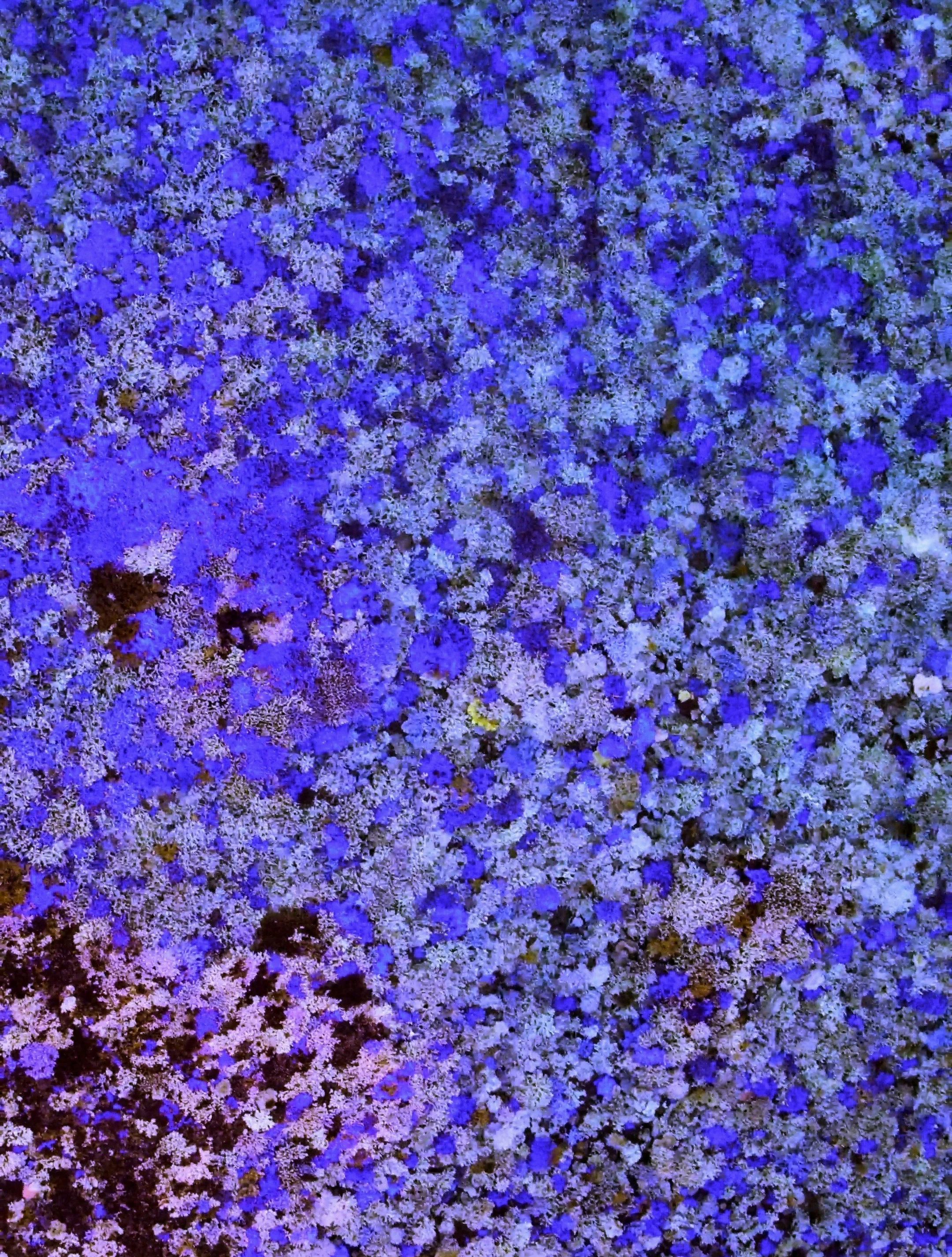 To celebrate today as World Oceans Day, check out this aerial image of fluorescing coral reefs off the coast of New Caledonia — a French island in the South Pacific. This still frame from the documentary "Chasing Coral" depicts a rare and beautiful, yet tragic phenomenon that certain reefs experience before death, in response to excess sun exposure and elevated ocean temperatures. Reefs like this one are disappearing in mass coral bleaching events around the world. In fact, as of 2016, more than half of Earth’s coral reefs have been lost. However, there are steps you can take to give corals a voice and protect our oceans — to find out more, visit @chasingcoral on Instagram and click the link in their bio. 21°43'48.7"S, 165°32'05.0"E Source imagery: Netflix & Chasing Coral