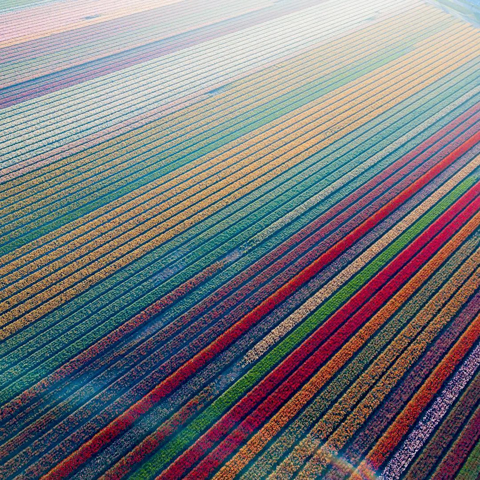 We’re excited to launch a new series called “Drone Sundays” that will feature some of the best shots from our friends over at From Where I Drone. Today’s post shows tulip fields in Lisse, Netherlands, which begin to bloom in March and are in peak bloom by late April. The Dutch produce a total of 4.32 billion tulip bulbs each year. 52°16'34.9"N 4°33'25.5"E Source imagery: Dronewise