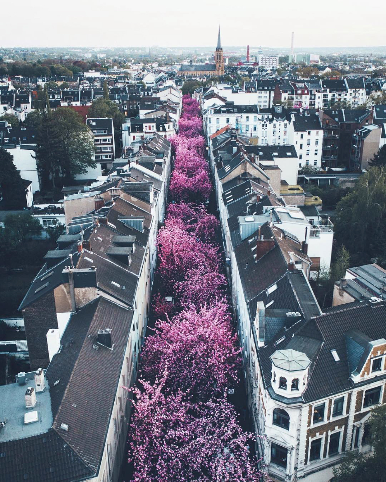 Check out this beautiful image of “Cherry Blossom Avenue” in Bonn, Germany. Every spring, this street — officially known as Heerstraße — is transformed into a bright pink tunnel as ornamental Japanese Cherry Blossoms bloom. The trees were planted in the 1980s and attract thousands of tourists every season. 50°44'20.3"N, 7°05'30.6"E Source imagery: Lennart Pagel Photography