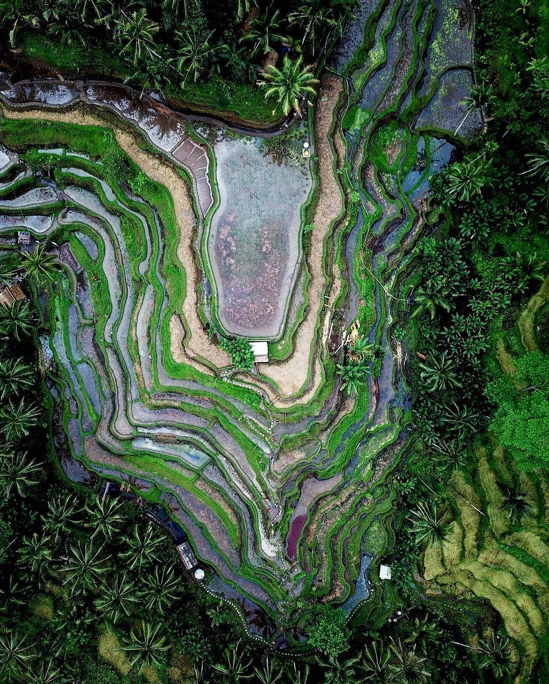 Our founder, Benjamin Grant, used a drone to capture this view of the Tegallalang Rice Terraces in Bali, Indonesia. Farming with these graduated steps makes it possible to grow crops on hilly terrain and effectively decreases both erosion and surface runoff. 8°26'02.5"S, 115°16'46.3"E Source imagery: Benjamin Grant