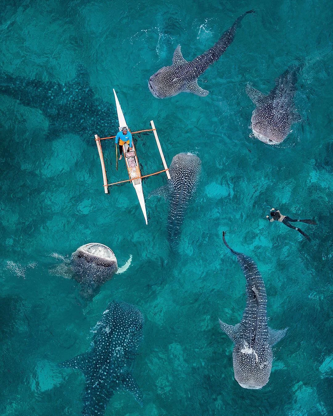 Check out this week’s “Drone Sunday” post from From Where I Drone, which shows a shiver of whale sharks being fed by divers off the coast of Cebu Island in the Philippines. In recent years, these friendly sharks have attracted mass tourism to the island; however, several exploitative acts committed by tourists and locals have raised concerns about the animal’s welfare and even prompted protective actions from the Philippines Government. Follow From Where I Drone for more amazing drone photography! 9°27'38.6"N, 123°22'48.8"E Source imagery: @karanikolov