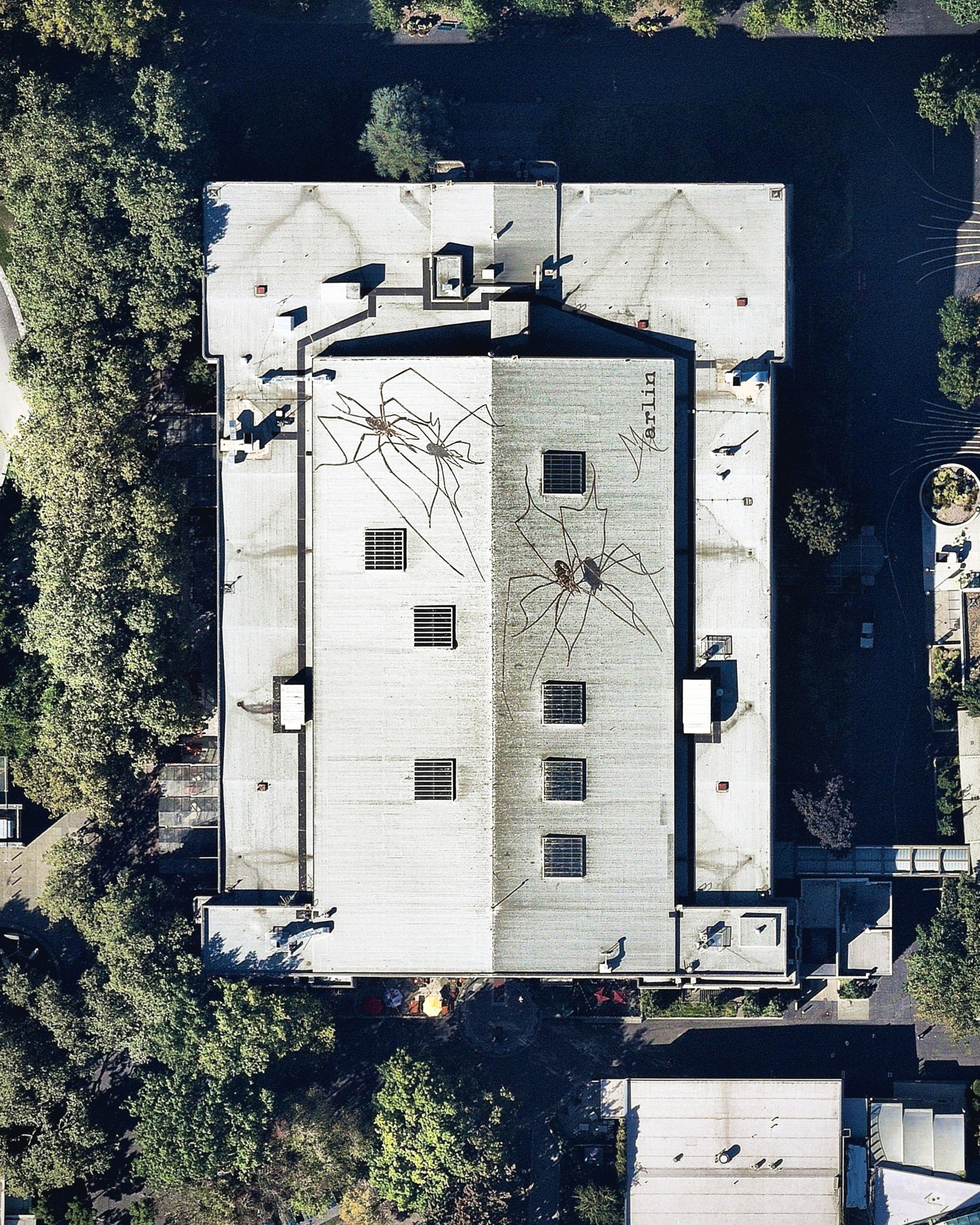 Happy Halloween! Don't worry — even though they look real, these giant spiders are just 3-D paintings on the roof of the Seattle Center Armory in Seattle, Washington. Muralist Marlin Peterson painted these two Opiliones, or "Harvestmen" arachnids in August 2012 through a grant from the Washington State Artist Trust. Situated just under the iconic Space Needle observation tower, the mural is viewed from above by nearly 1.3 million visitors per year. 47°37'17.4"N, 122°21'03.1"W Source imagery: Nearmap