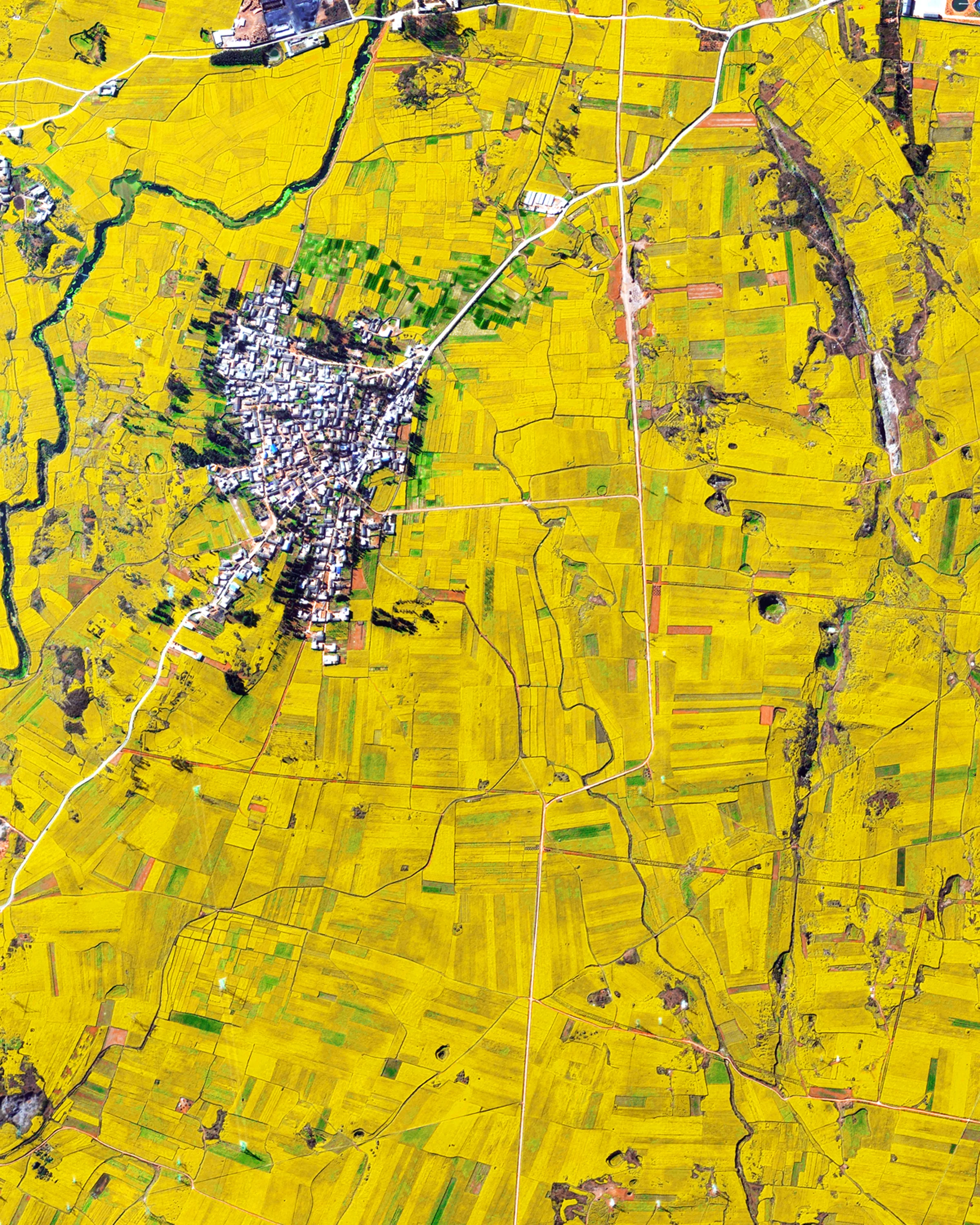 Canola flower fields cover the mountainous landscape of Luoping County, China. The crop is grown for the production of oil, which is extracted by slightly heating and then crushing the flower seeds. Canola oil is primarily used as a source of biodiesel and is also a key ingredient in many foods. 24°53'06.0"N, 104°18'29.0"E Source imagery: DigitalGlobe