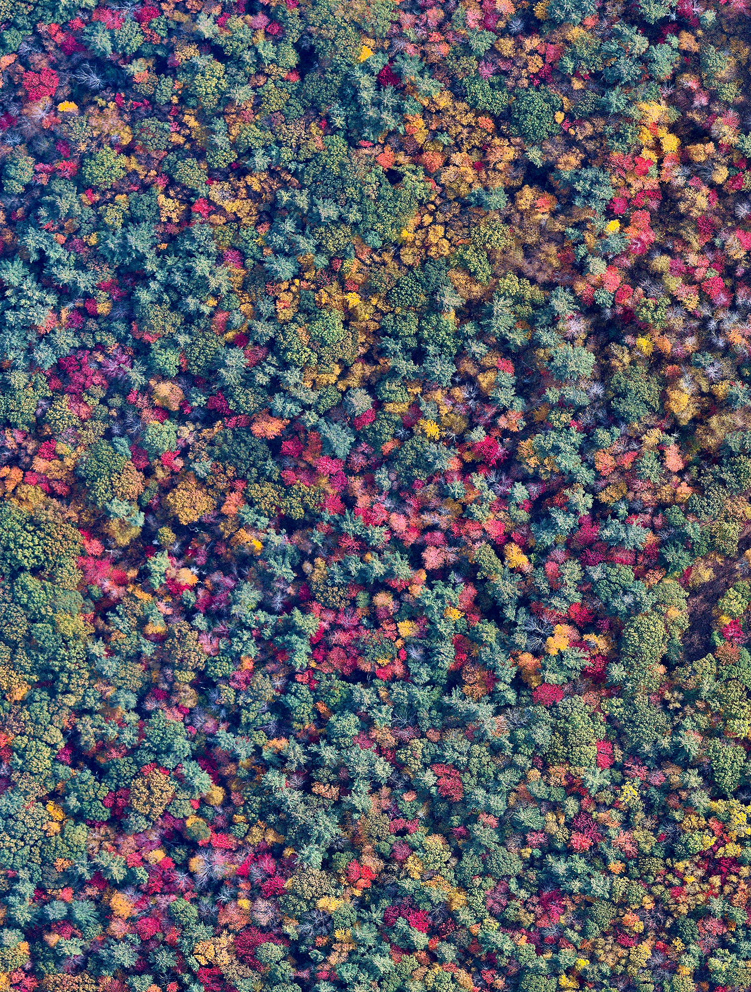 Here's a final reminder that Overviews like this one are now 20% off in our Printshop! Just use the code “HOLIDAY20” to get your discount on any print order. Visit our Printshop to see what’s available! This Overview captures an incredible blanket of tones in the trees of Bow, New Hampshire. With the arrival of colder temperatures, leaves begin to change their colors, creating this marvelous view from above. 43°07'39.5"N, 71°32'36.5"W Source imagery: Nearmap