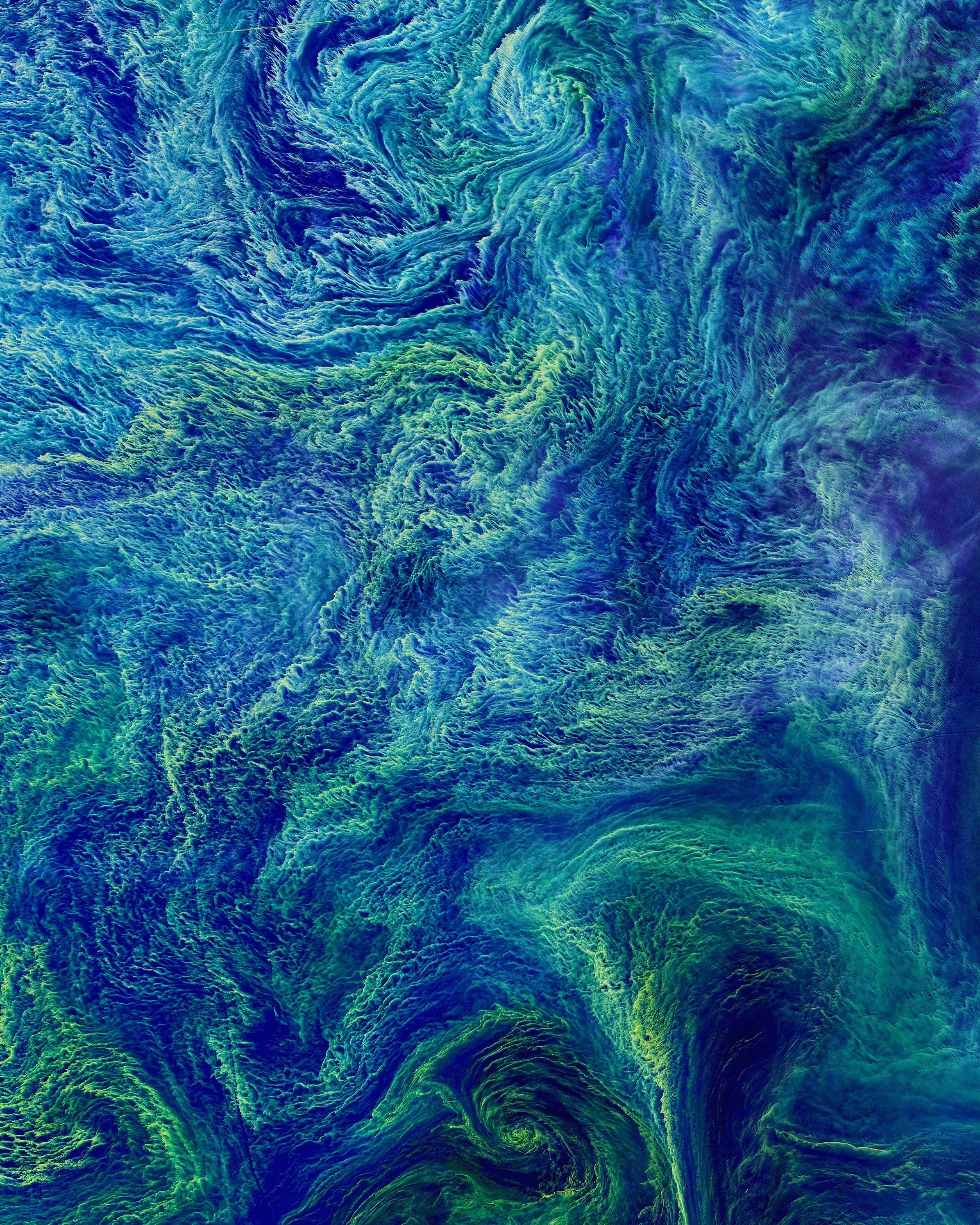 A massive bloom of cyanobacteria in Seen in the Baltic Sea. In August 2015, a bloom spanning more than 100 square kilometers covered these waters. Cyanobacteria are a type of marine bacteria that capture and store solar energy through photosynthesis. While some are toxic to humans and animals, large blooms can cause an oxygen-depleted dead zone where other organisms cannot survive. Source imagery: NASA - National Aeronautics and Space Administration