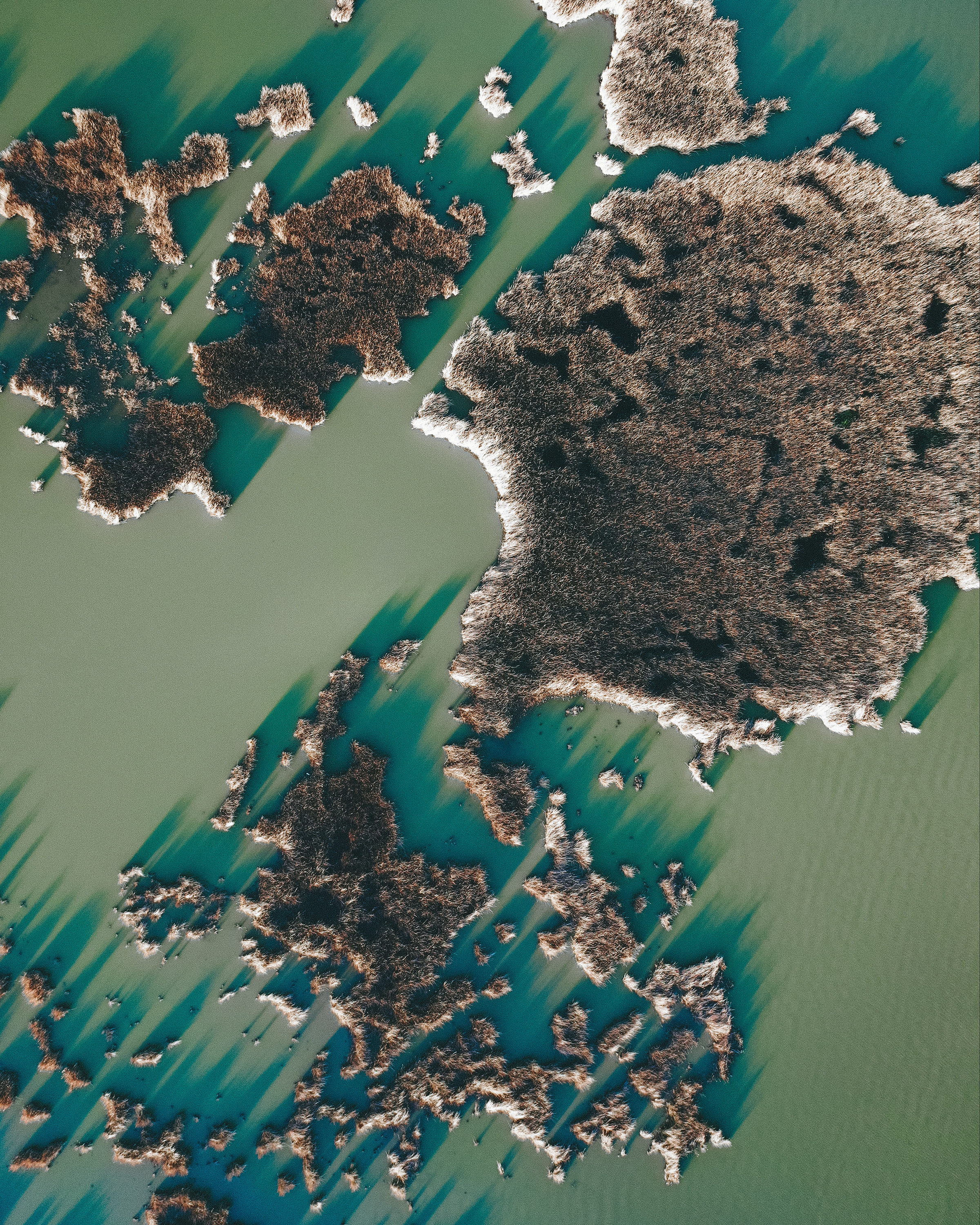Clusters of reeds cast shadows on the surface of Lake Velence, located in central Hungary. The lake has an area of 10 square miles (26 square km), approximately one-third of which is covered by the common reed. Due to its shallowness and sunny location, Lake Velence is one of the warmest lakes in Europe, with water temperatures around 82°F (28°C) in the summer. 47.208333° 18.600000° Source imagery: Ben Balla Schottner