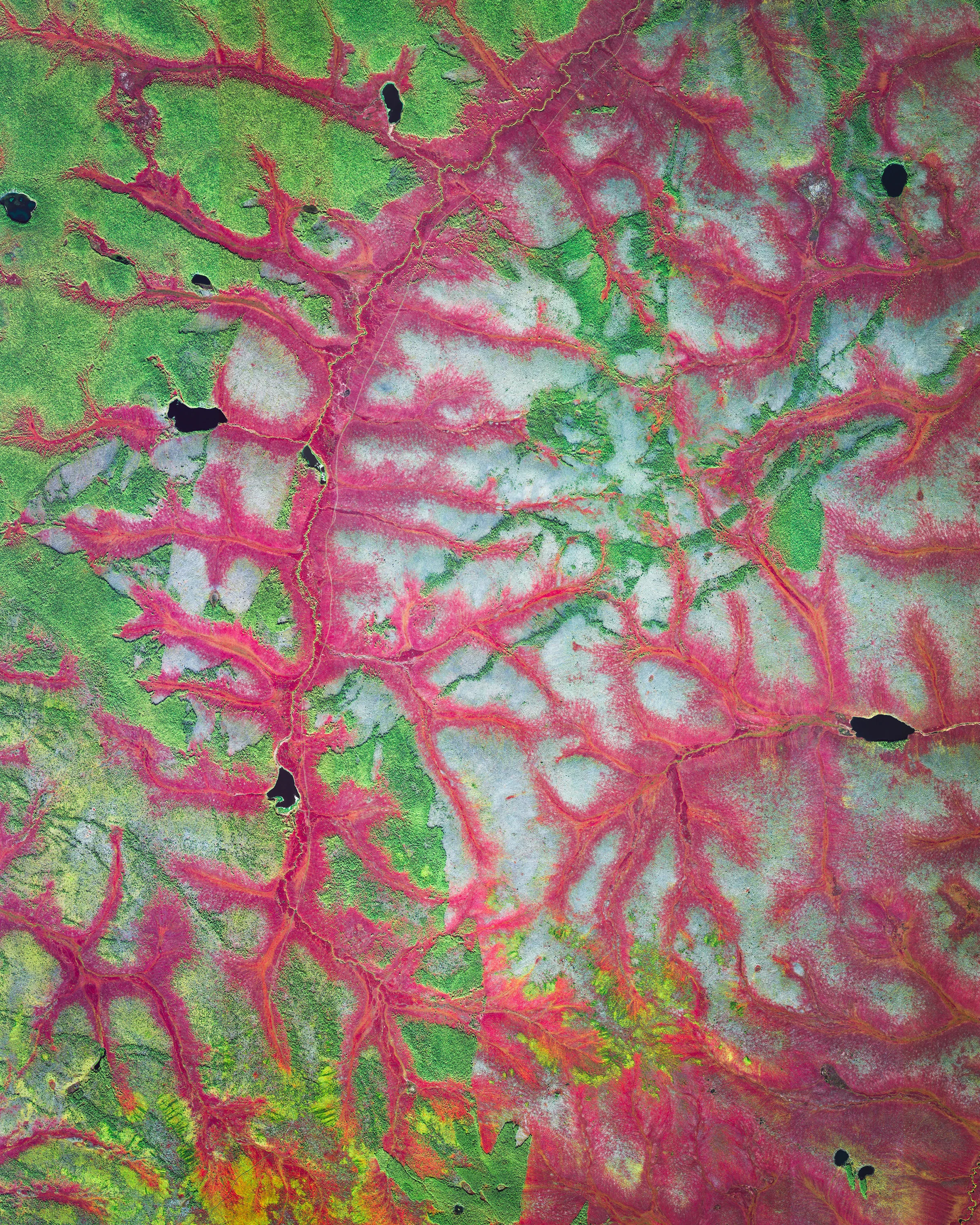 This Overview shows vibrantly colored lichens and mosses in Russia's Sakha Republic, also known as Yakutia. This vegetation provides sustenance for reindeer, which many locals rely on for milk and meat. This particular area is located in the Arctic Circle, roughly 650 miles (1,046 km) northeast of Yakutsk — the Republic's capital city — and has an average January temperature of -41.3 °F (-40.7 °C). 67.875700°, 147.106200° Source imagery: Maxar Technologies