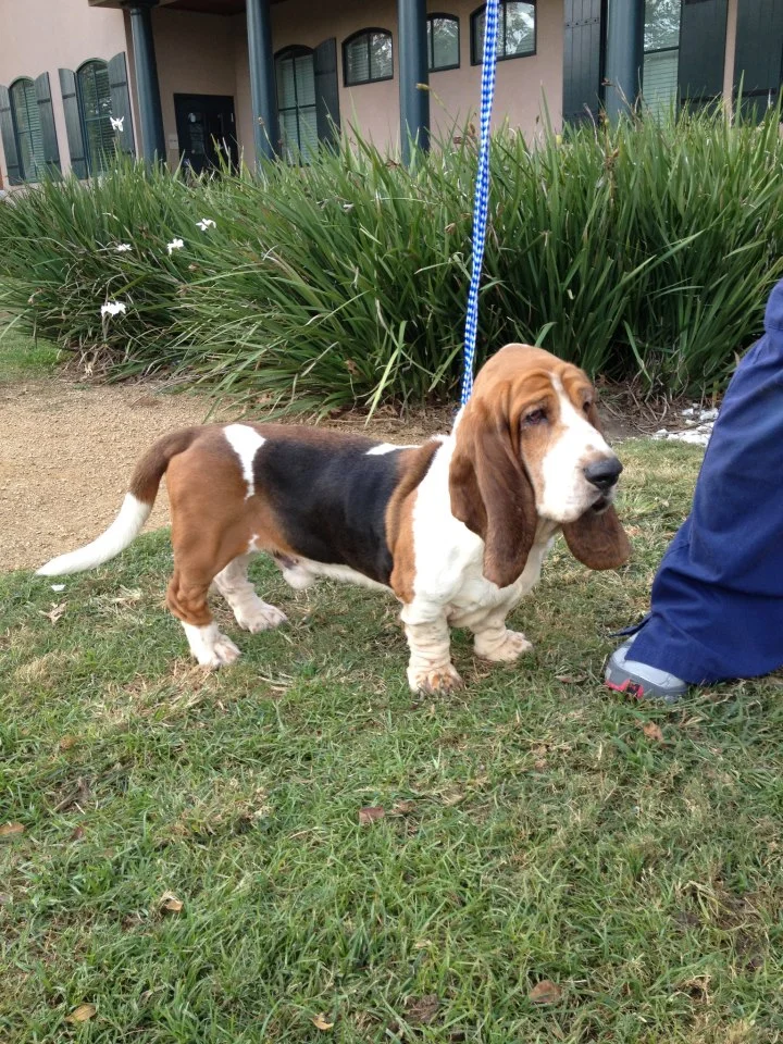 Droopy